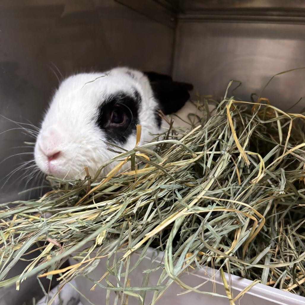 Enlarge Charmander, a Adoptable Bunny Rabbit in Richmond, CA image 5/6