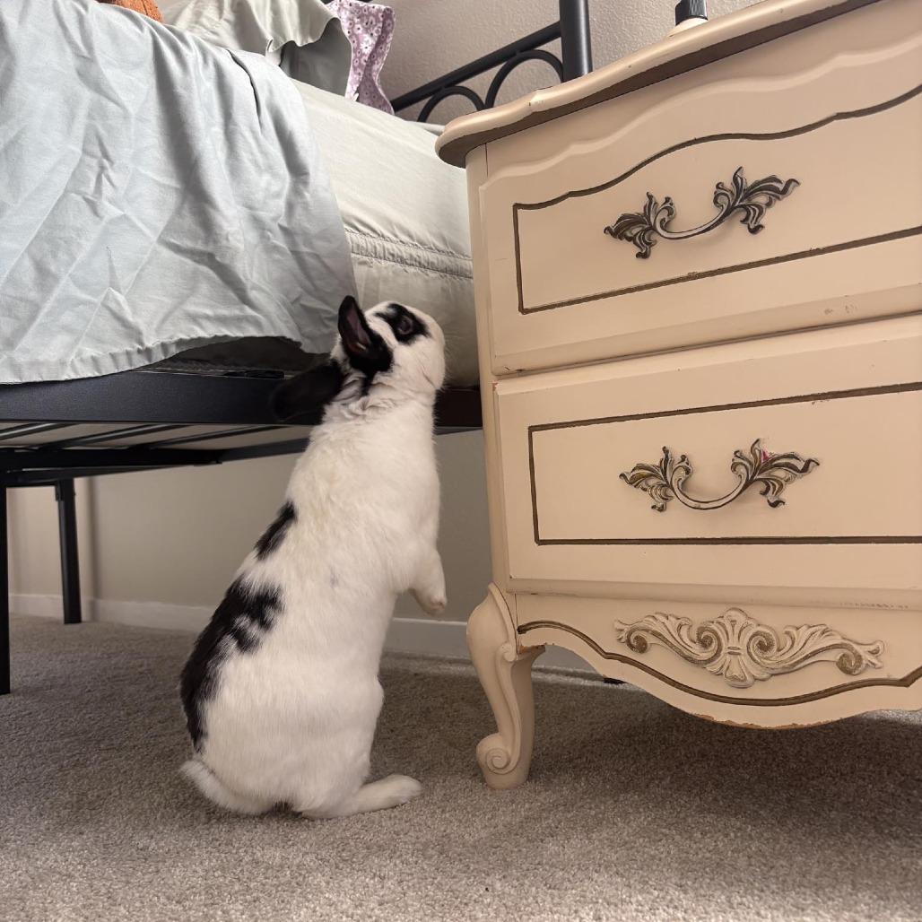 Enlarge Charmander, a Adoptable Bunny Rabbit in Richmond, CA image 6/6