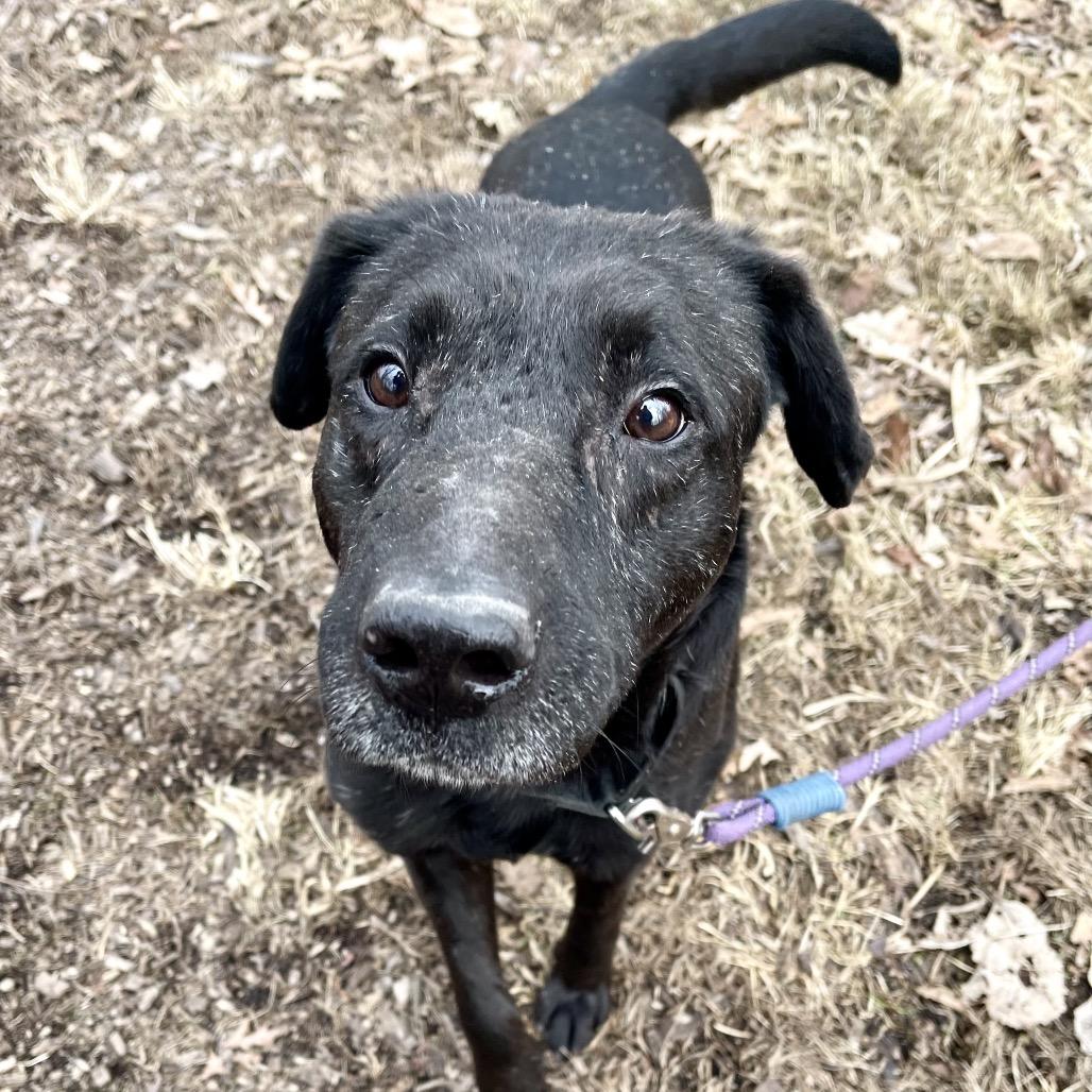 Pombo — thumbnail 2