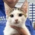 Enlarge Reed, a Adoptable Domestic Short Hair in Greensboro, GA image 1/2