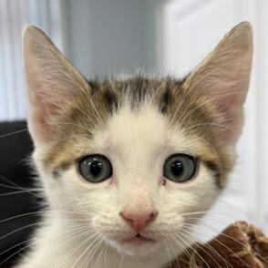 Reed, Adoptable, Kitten Male Domestic Short Hair.