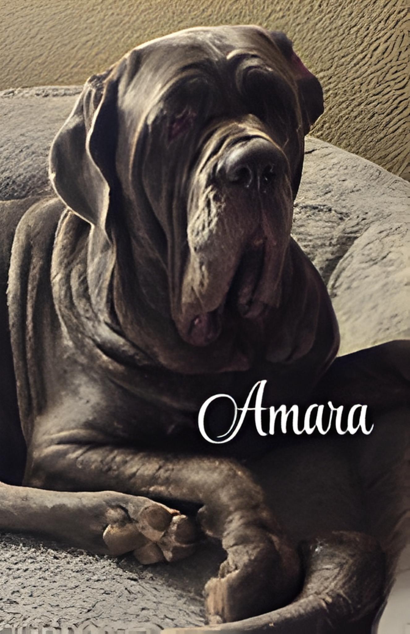 Enlarge Amara, a Adoptable Neapolitan Mastiff in Saint Charles, MO image 1/1
