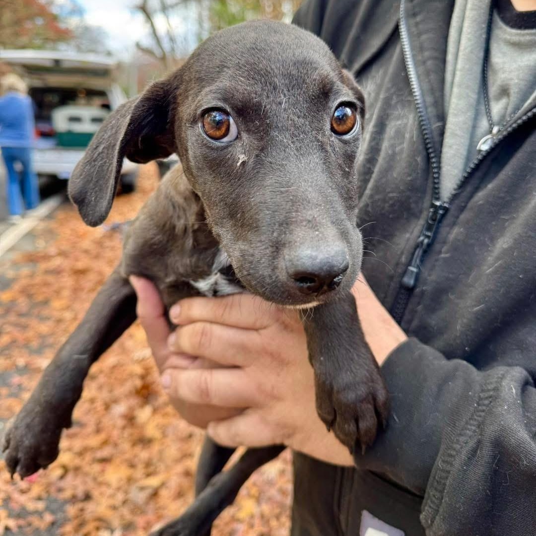 Joe Jonas, a Adoptable mixed breed in Yaphank, NY image 1/2