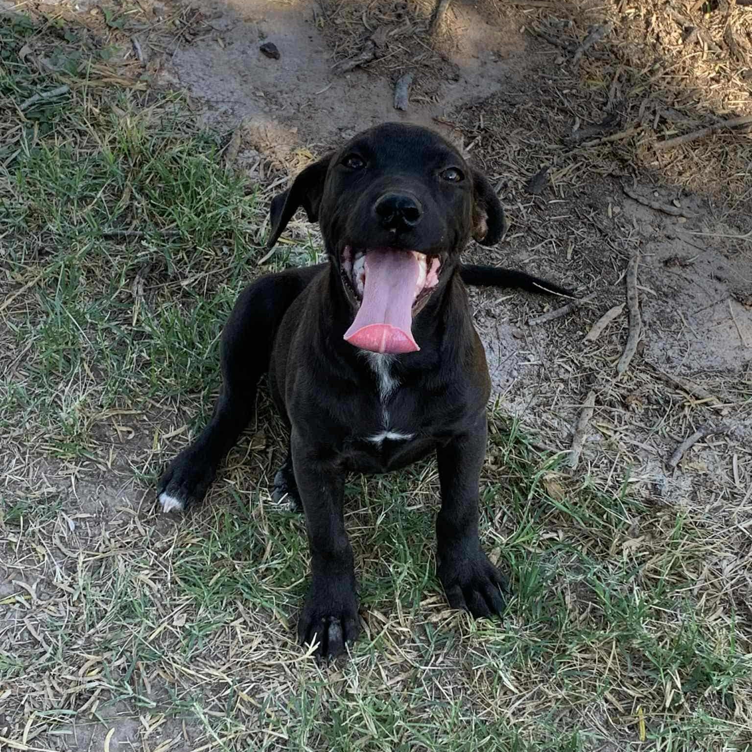 Joe Jonas, a Adoptable mixed breed in Yaphank, NY image 2/2
