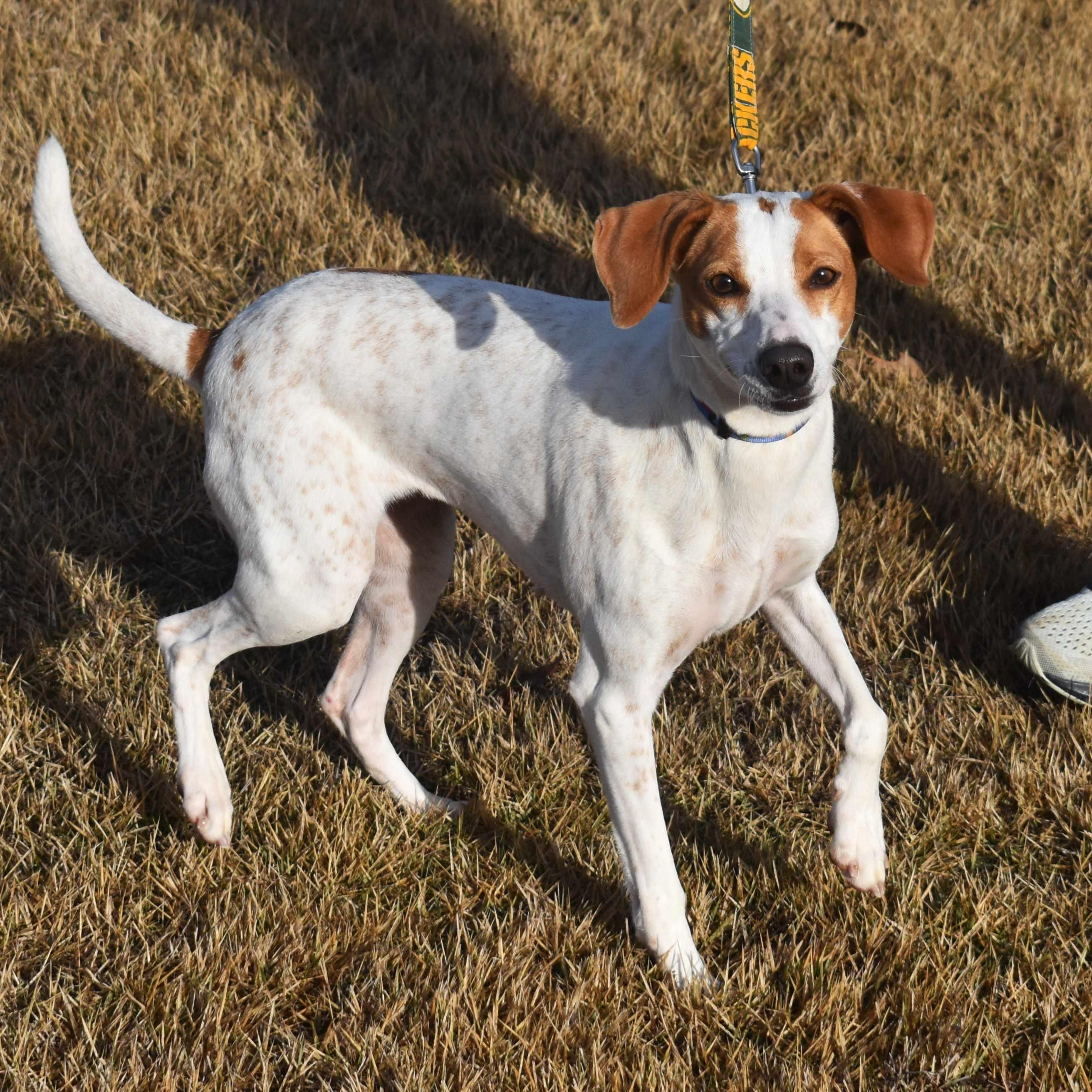 Cindy Lou, ADOPTABLE, Adult Female Mixed Breed.