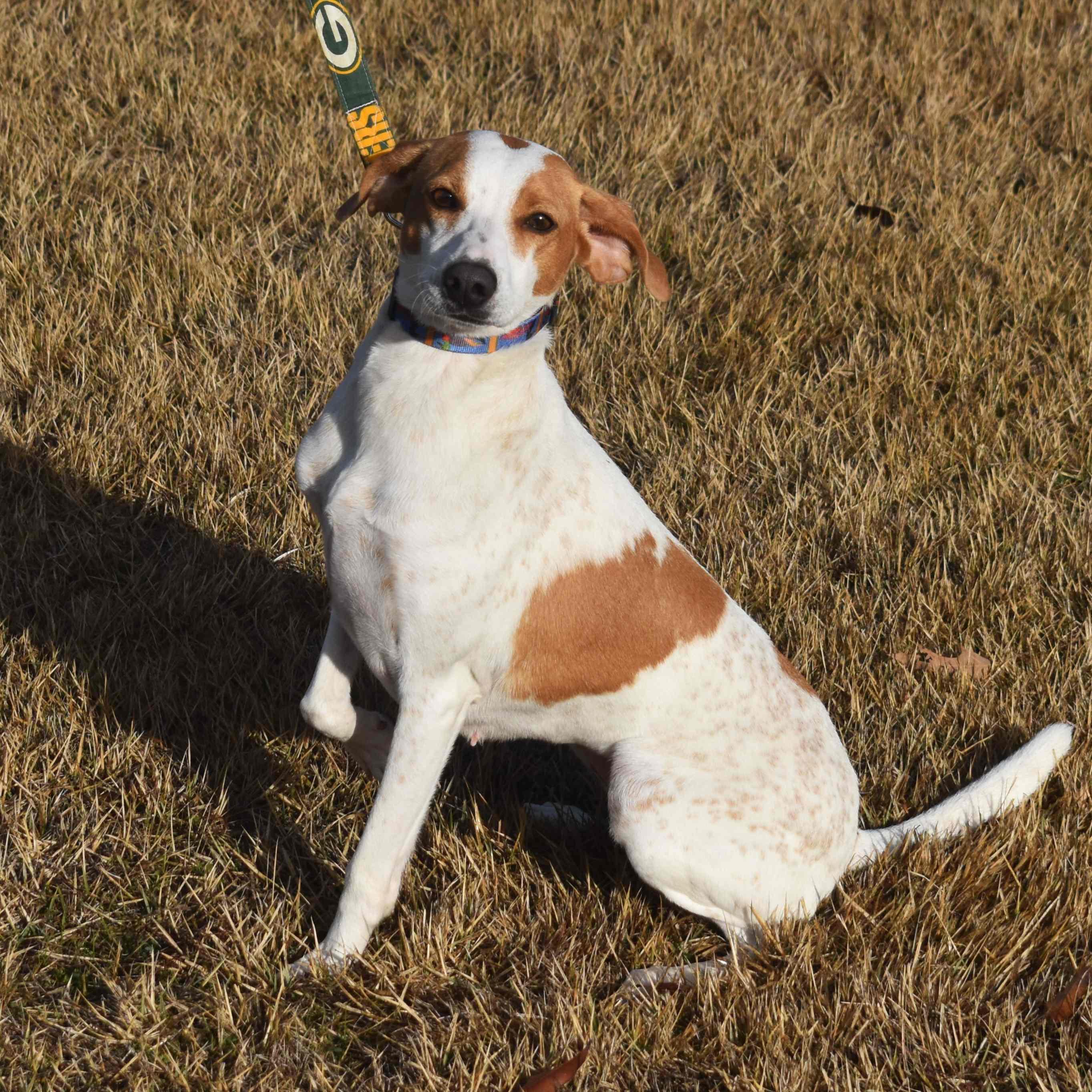 Enlarge Cindy Lou, a ADOPTABLE Mixed Breed in Searcy, AR image 2/6