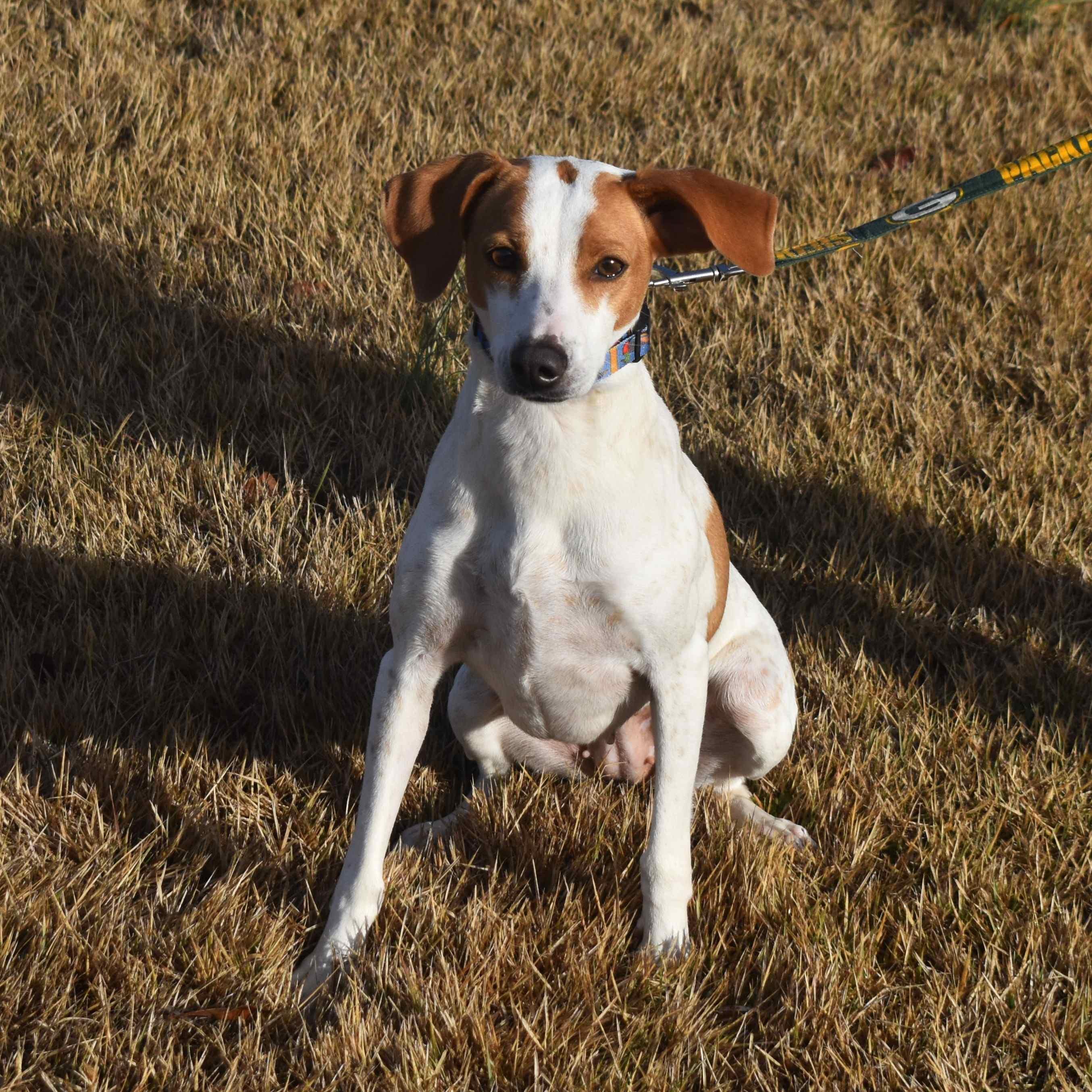 Enlarge Cindy Lou, a ADOPTABLE Mixed Breed in Searcy, AR image 3/6