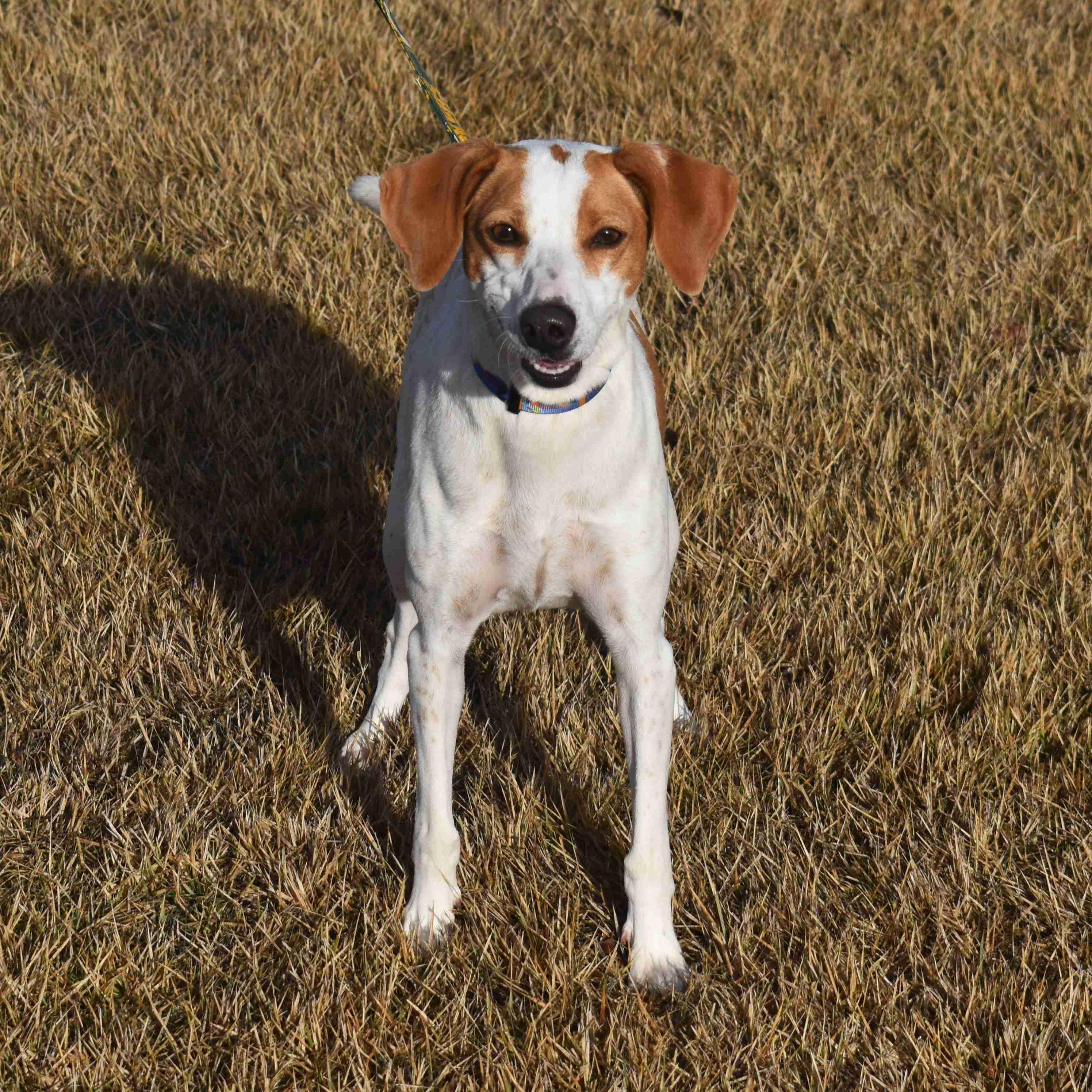 Enlarge Cindy Lou, a ADOPTABLE Mixed Breed in Searcy, AR image 4/6