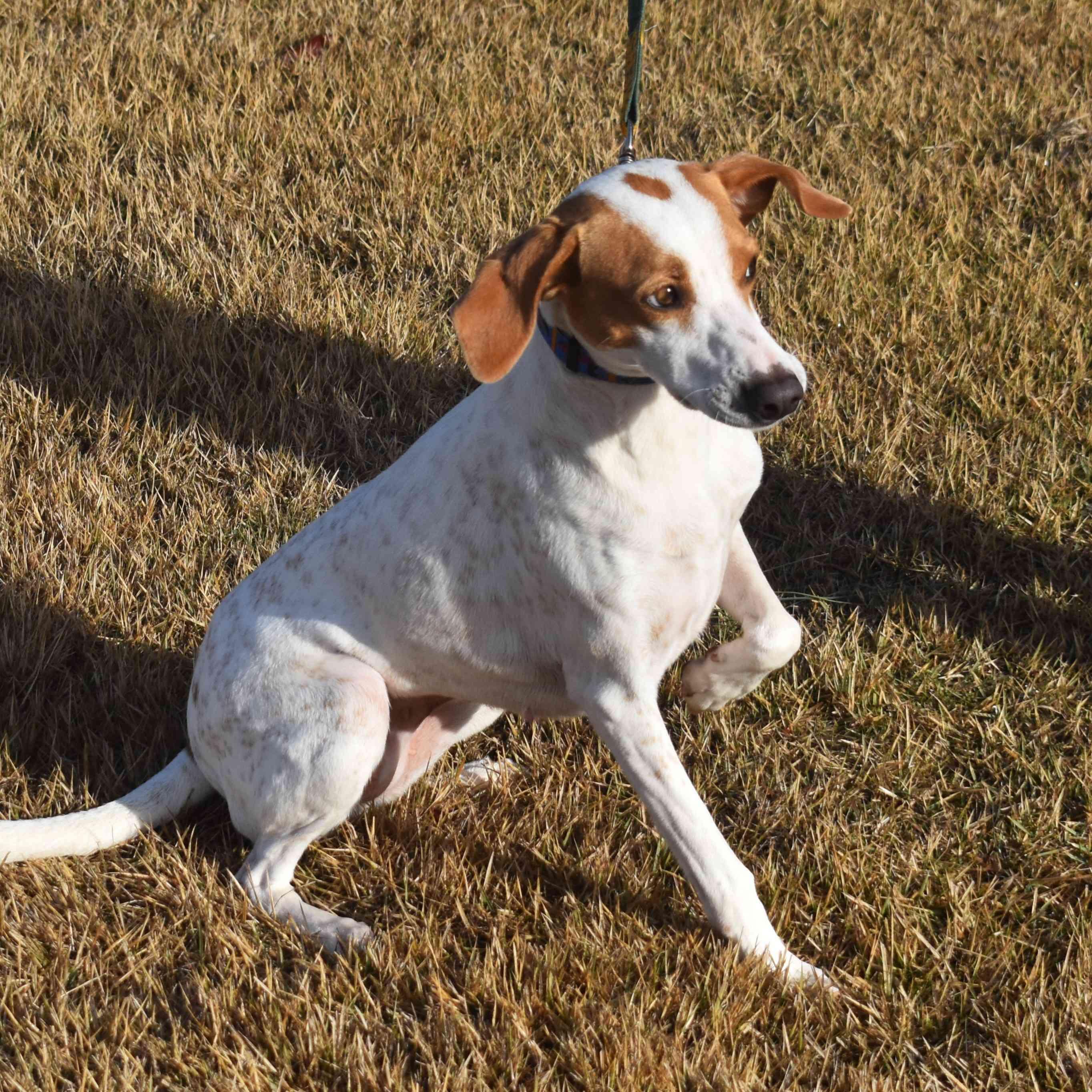 Enlarge Cindy Lou, a ADOPTABLE Mixed Breed in Searcy, AR image 5/6