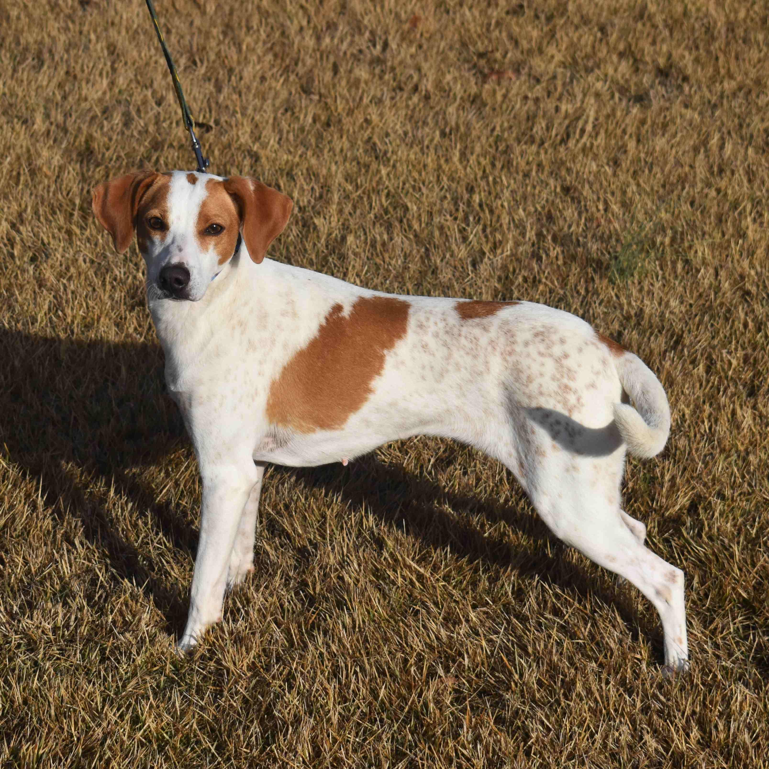 Enlarge Cindy Lou, a ADOPTABLE Mixed Breed in Searcy, AR image 6/6