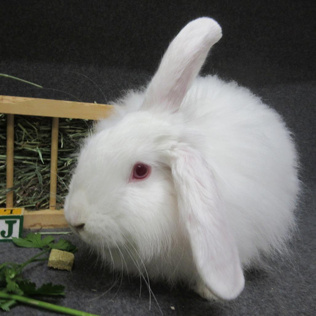 Enlarge Jelly, a Adoptable Angora Rabbit in Newport, PA image 1/4