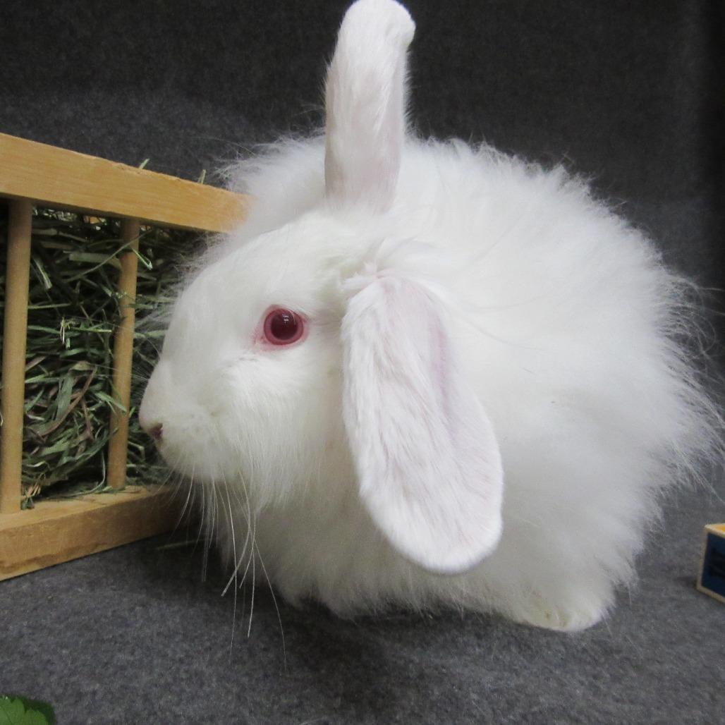 Enlarge Jelly, a Adoptable Angora Rabbit in Newport, PA image 2/4