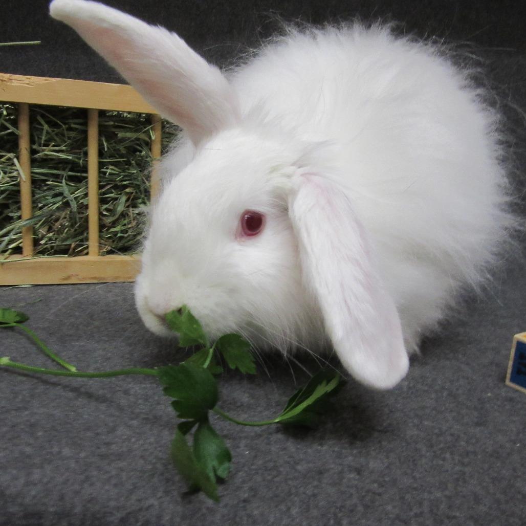 Enlarge Jelly, a Adoptable Angora Rabbit in Newport, PA image 3/4