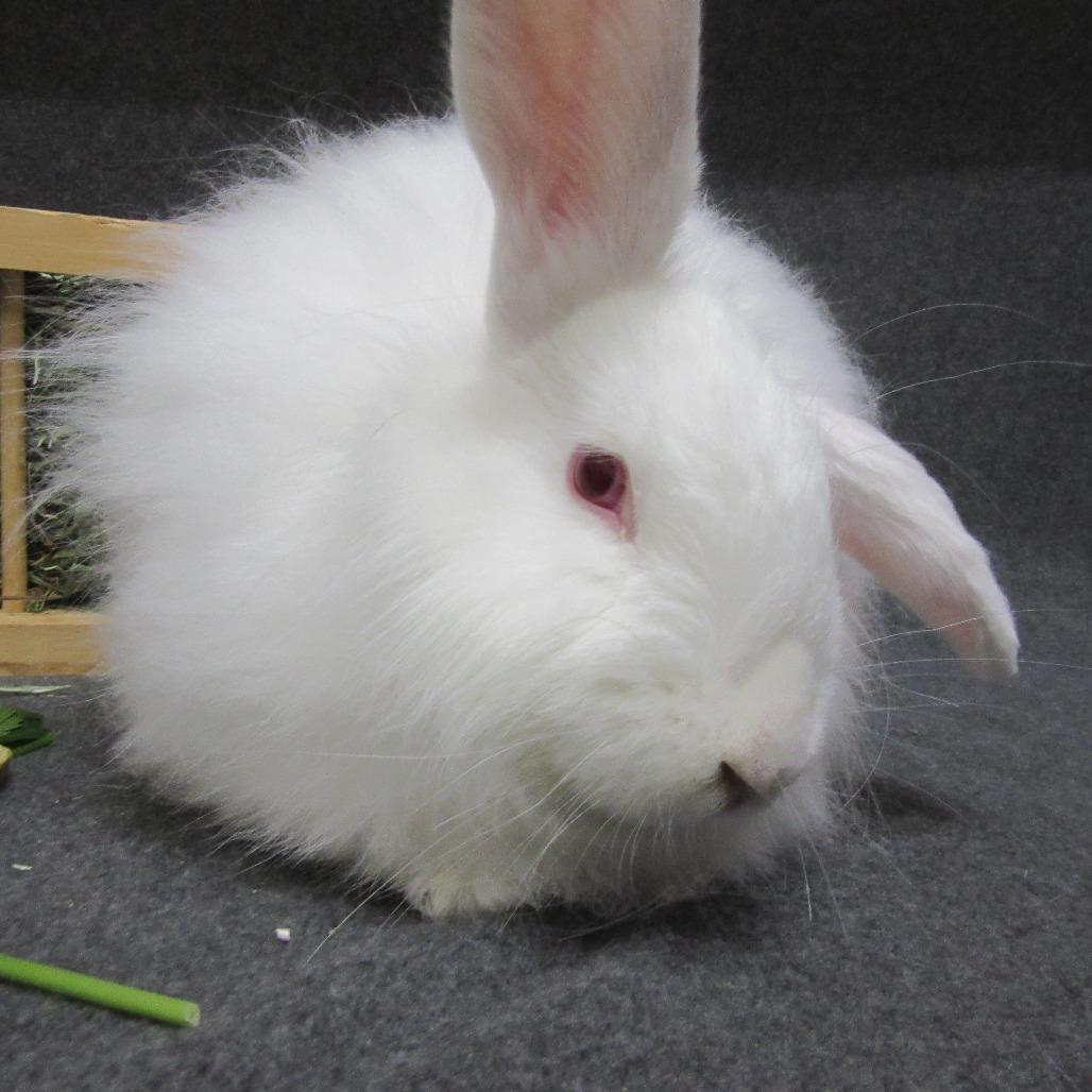 Enlarge Jelly, a Adoptable Angora Rabbit in Newport, PA image 4/4