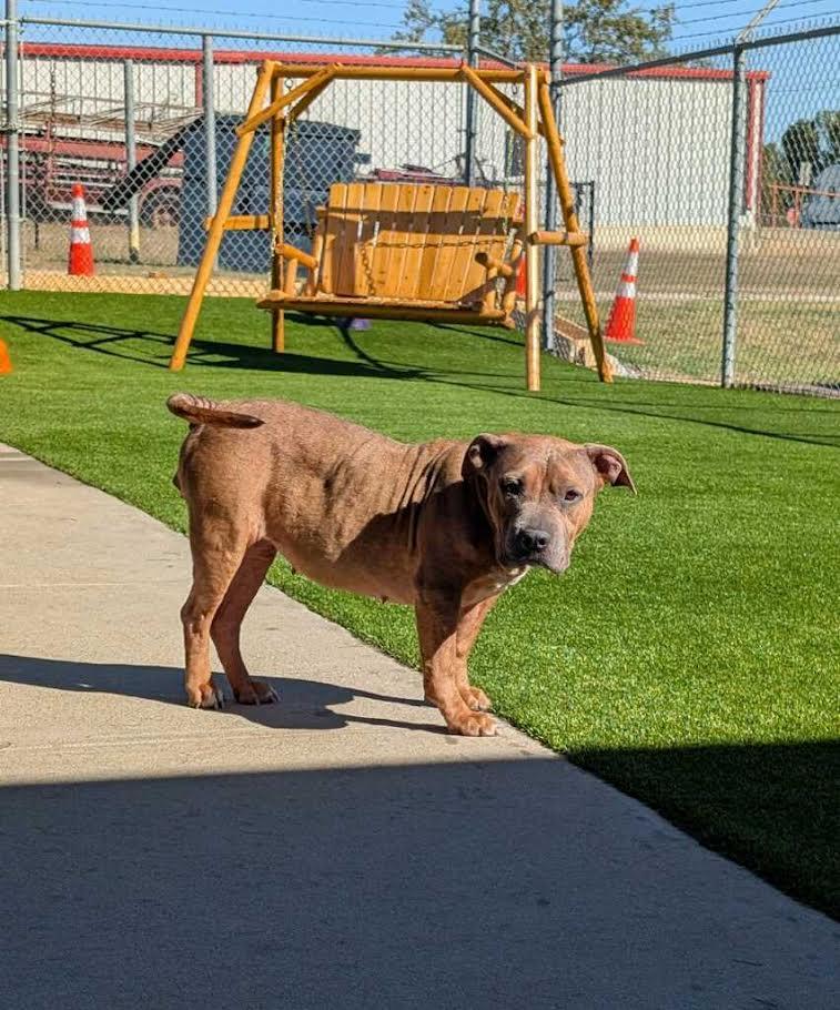 Mellisa, a Adopted mixed breed in El Reno, OK image 1/4