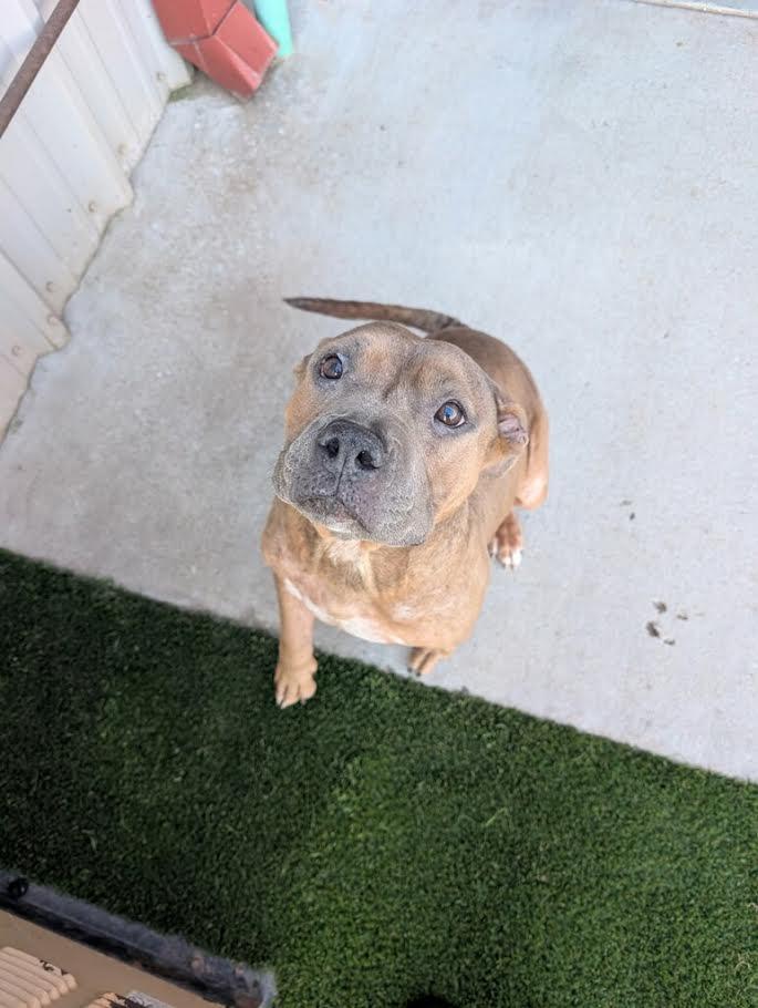 Mellisa, a Adopted mixed breed in El Reno, OK image 4/4