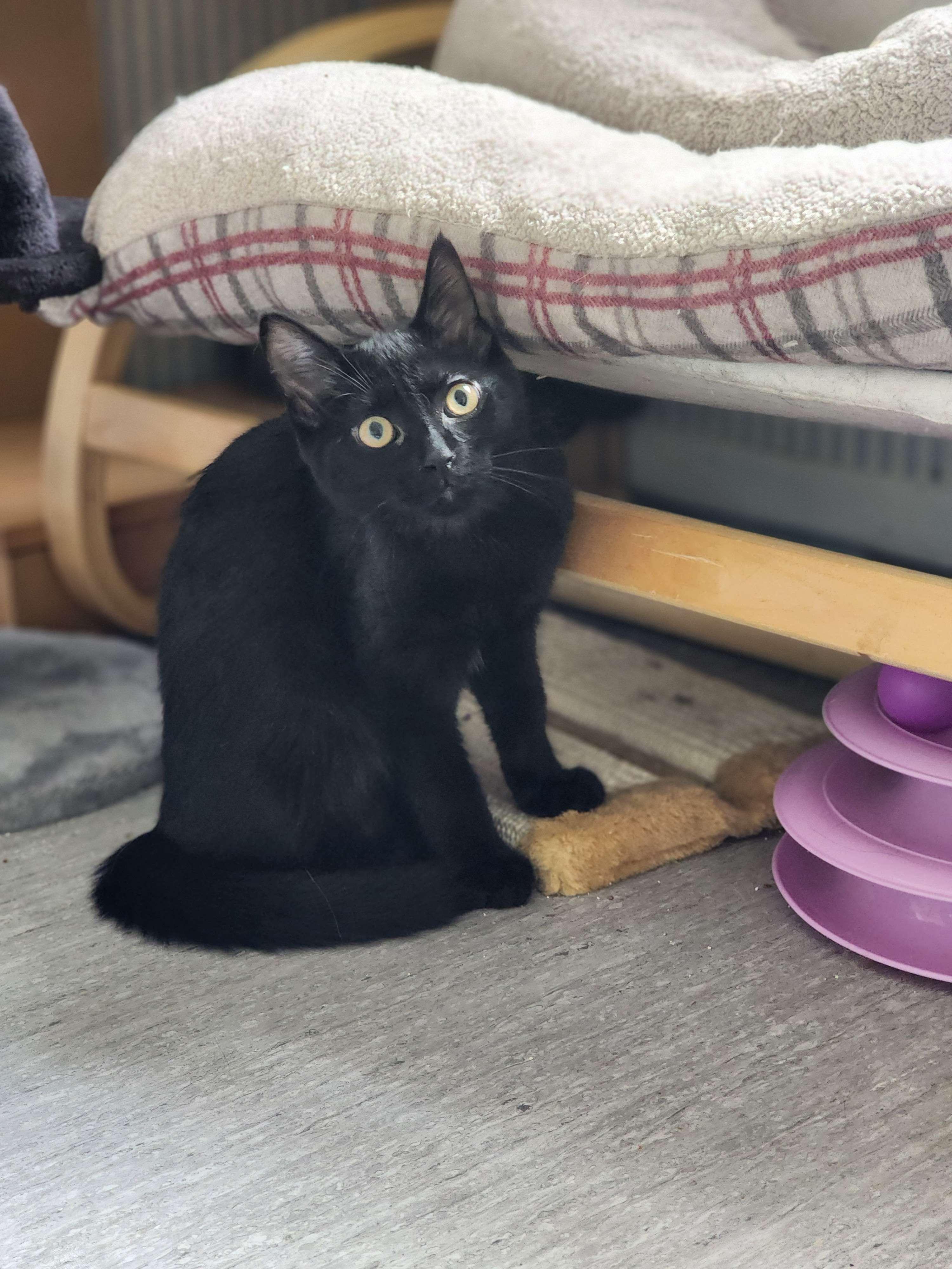 Midnight, a Adopted Domestic Short Hair in Novi, MI image 1/3