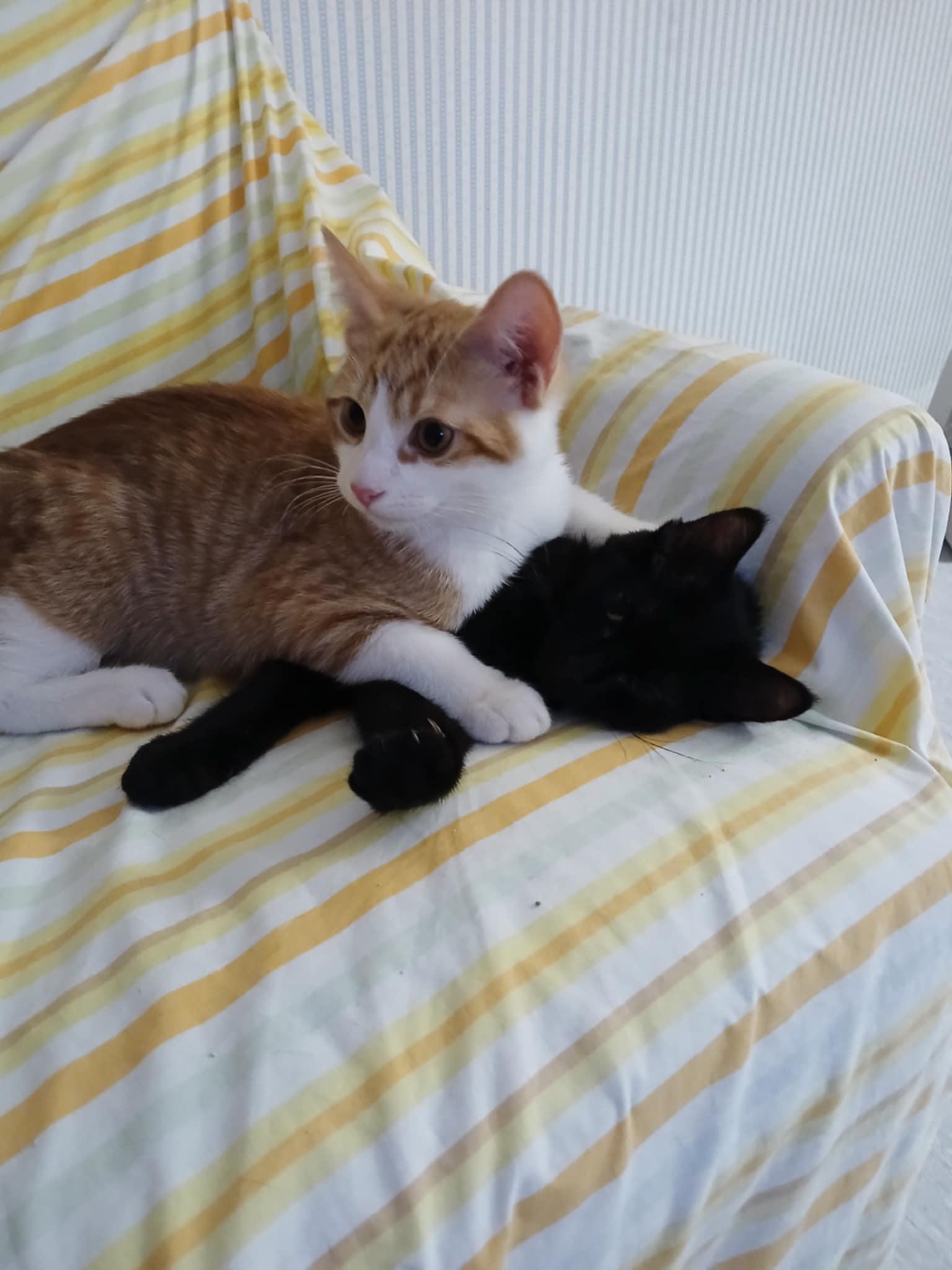 Midnight, a Adopted Domestic Short Hair in Novi, MI image 3/3