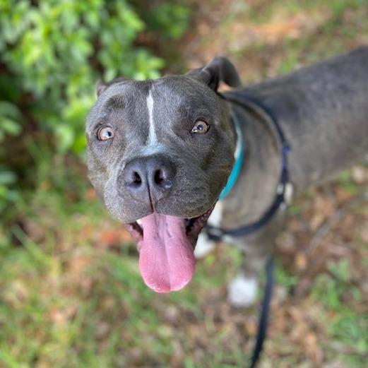 Messi, Adoptable, Adult Male Mixed Breed.