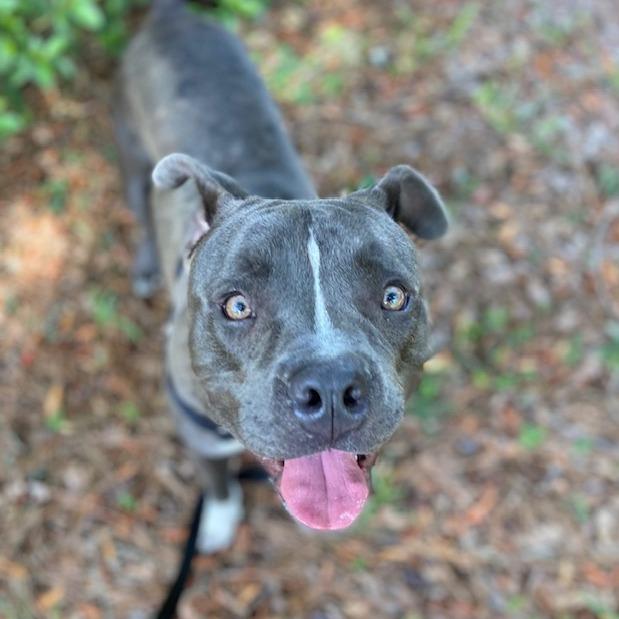 Messi, a Adoptable Mixed Breed in Jacksonville, FL image 2/2