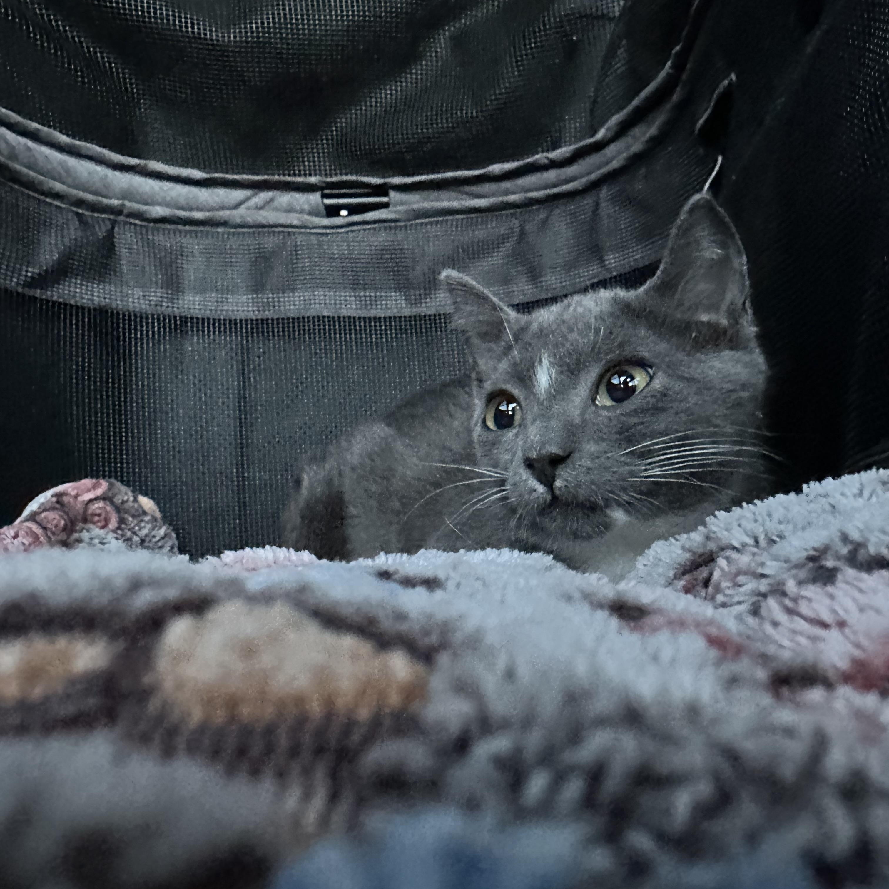 Sardine, a Adopted Domestic Short Hair in Spring Hill, FL image 2/5