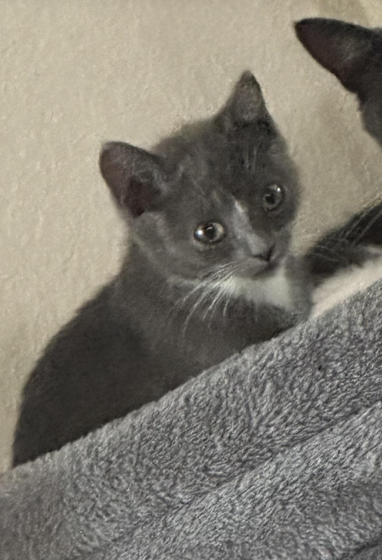 Sardine, a Adopted Domestic Short Hair in Spring Hill, FL image 3/5