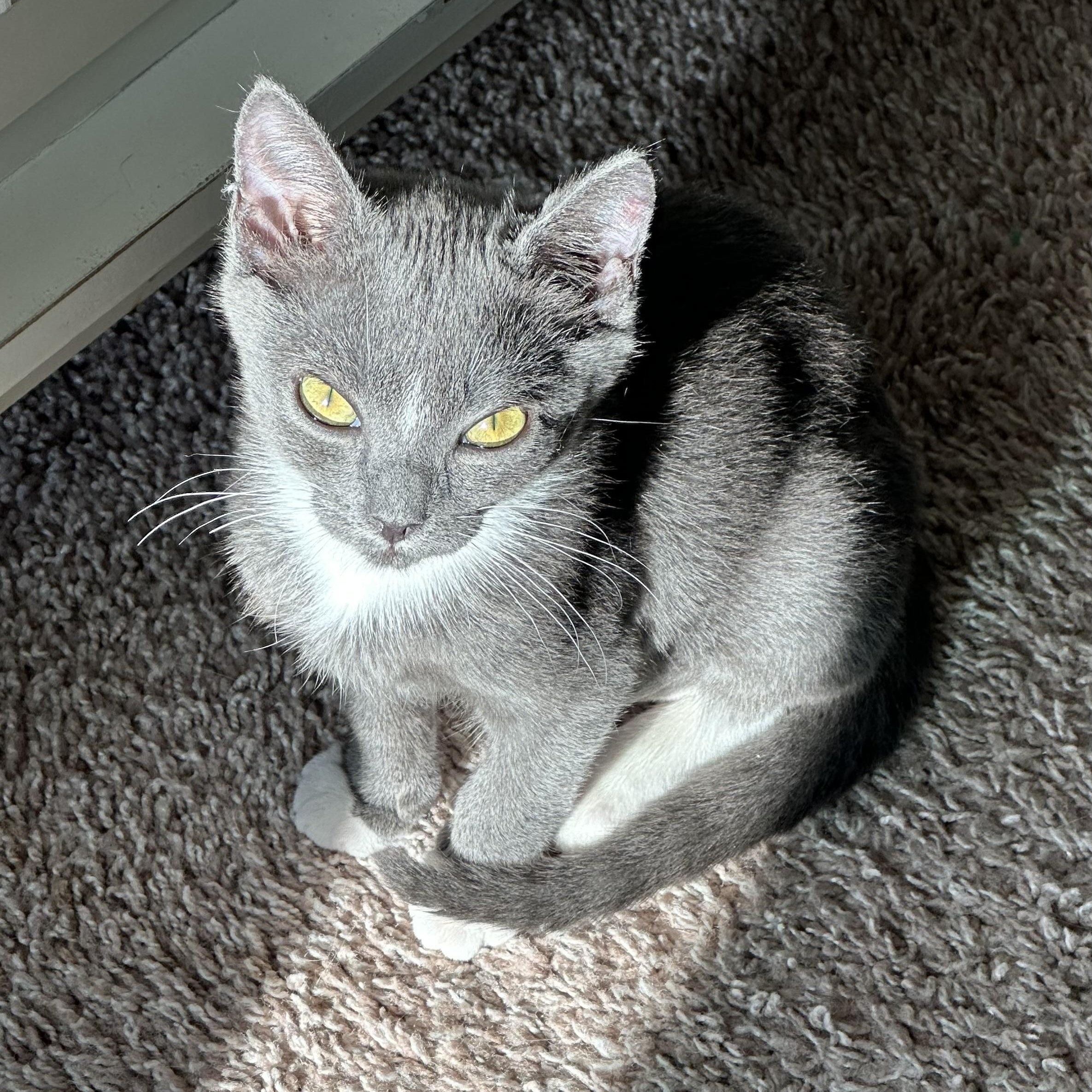 Sardine, a Adopted Domestic Short Hair in Spring Hill, FL image 1/5