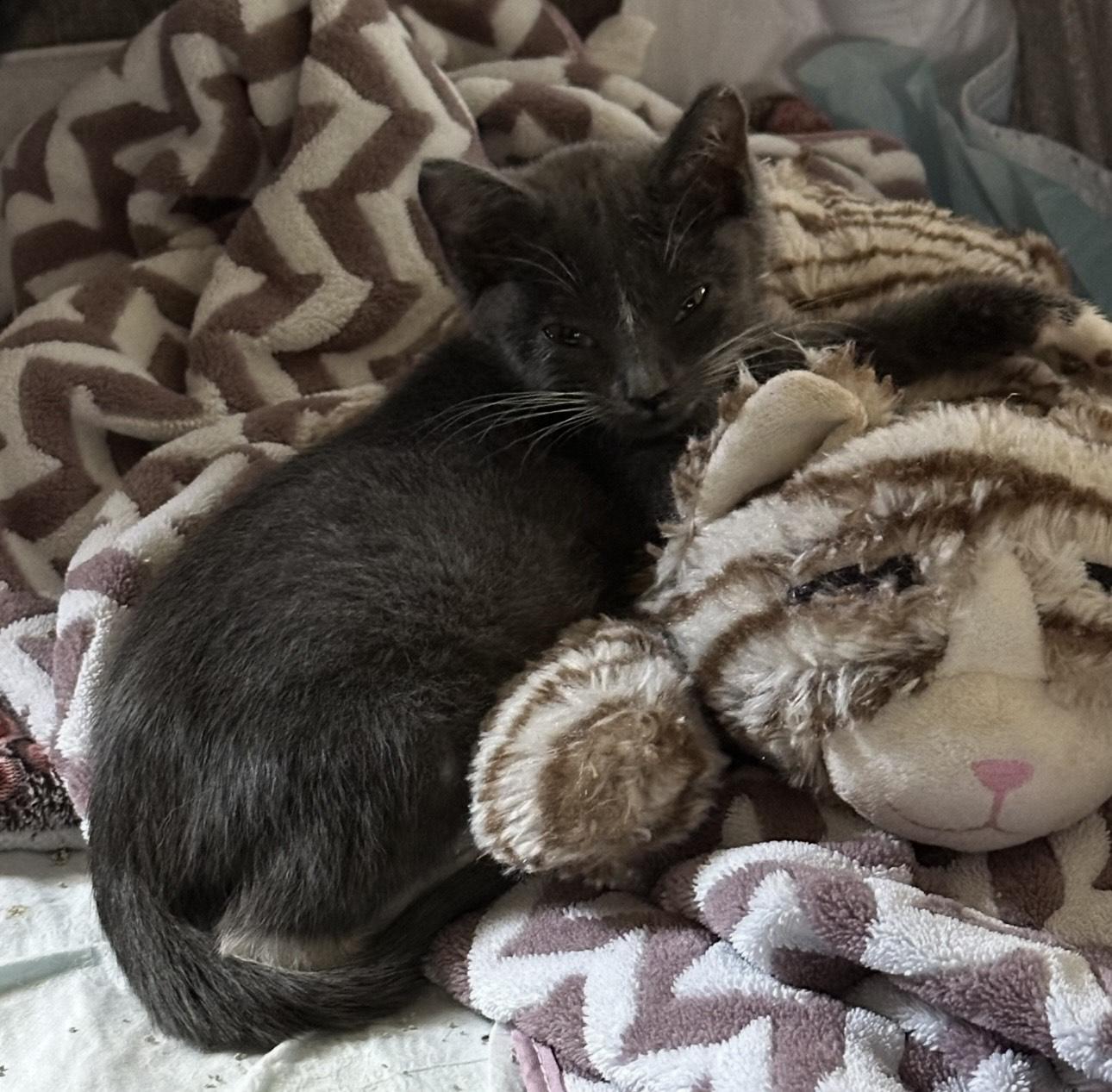 Sardine, a Adopted Domestic Short Hair in Spring Hill, FL image 4/5