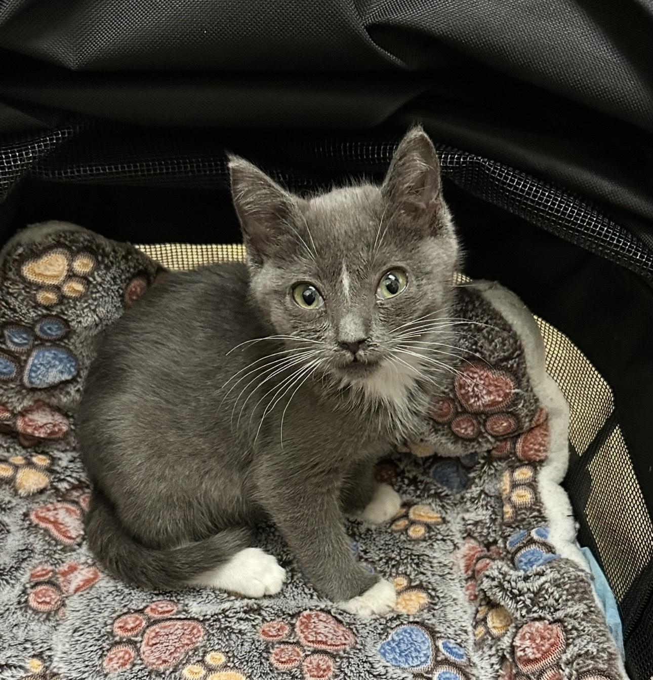 Sardine, a Adopted Domestic Short Hair in Spring Hill, FL image 5/5