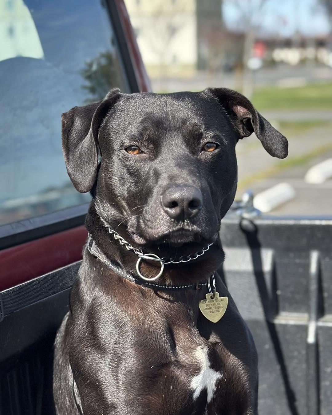 Percy, a ADOPTABLE mixed breed in Crescent city, CA image 3/6