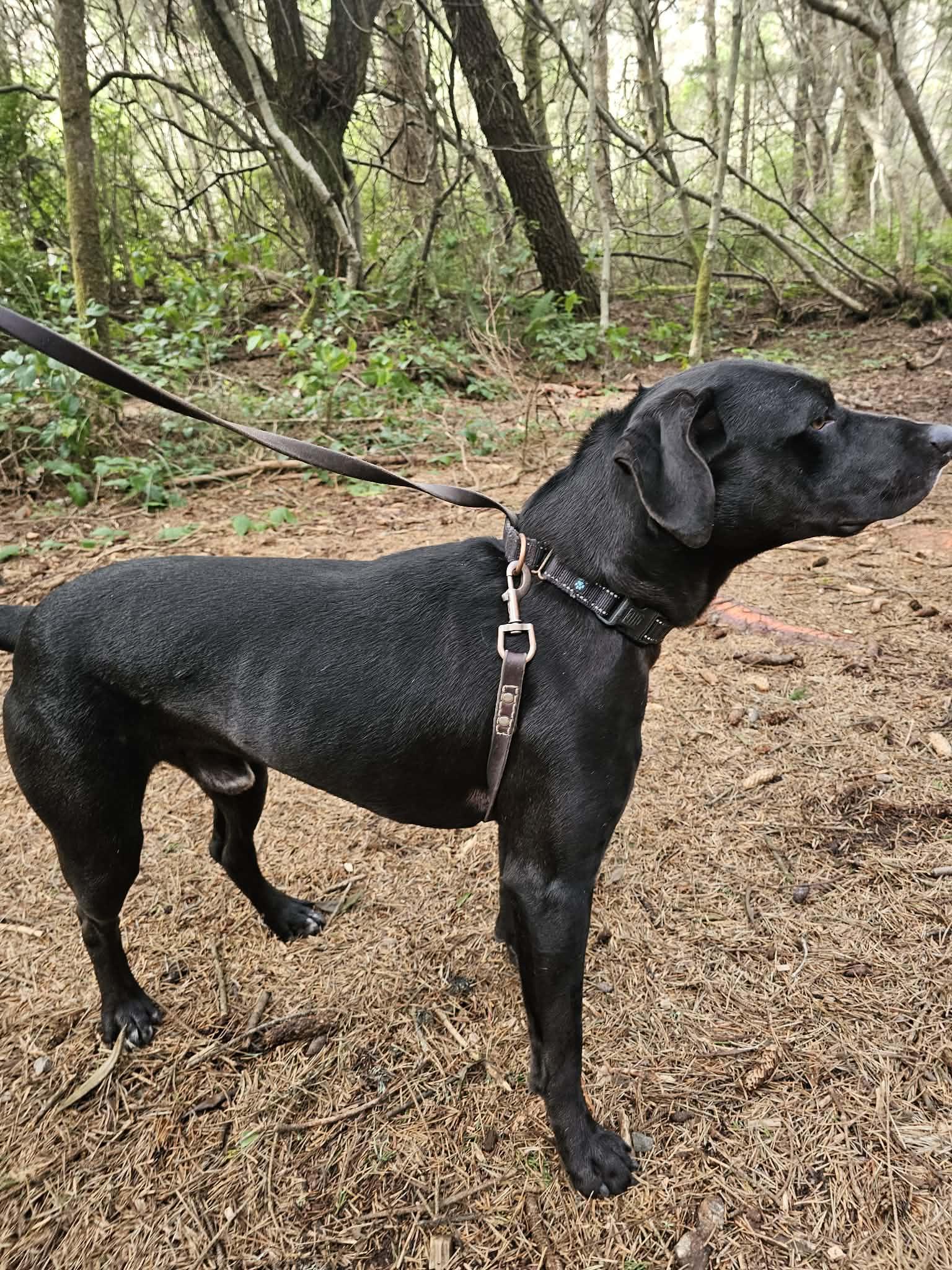 Percy, a ADOPTABLE mixed breed in Crescent city, CA image 5/6
