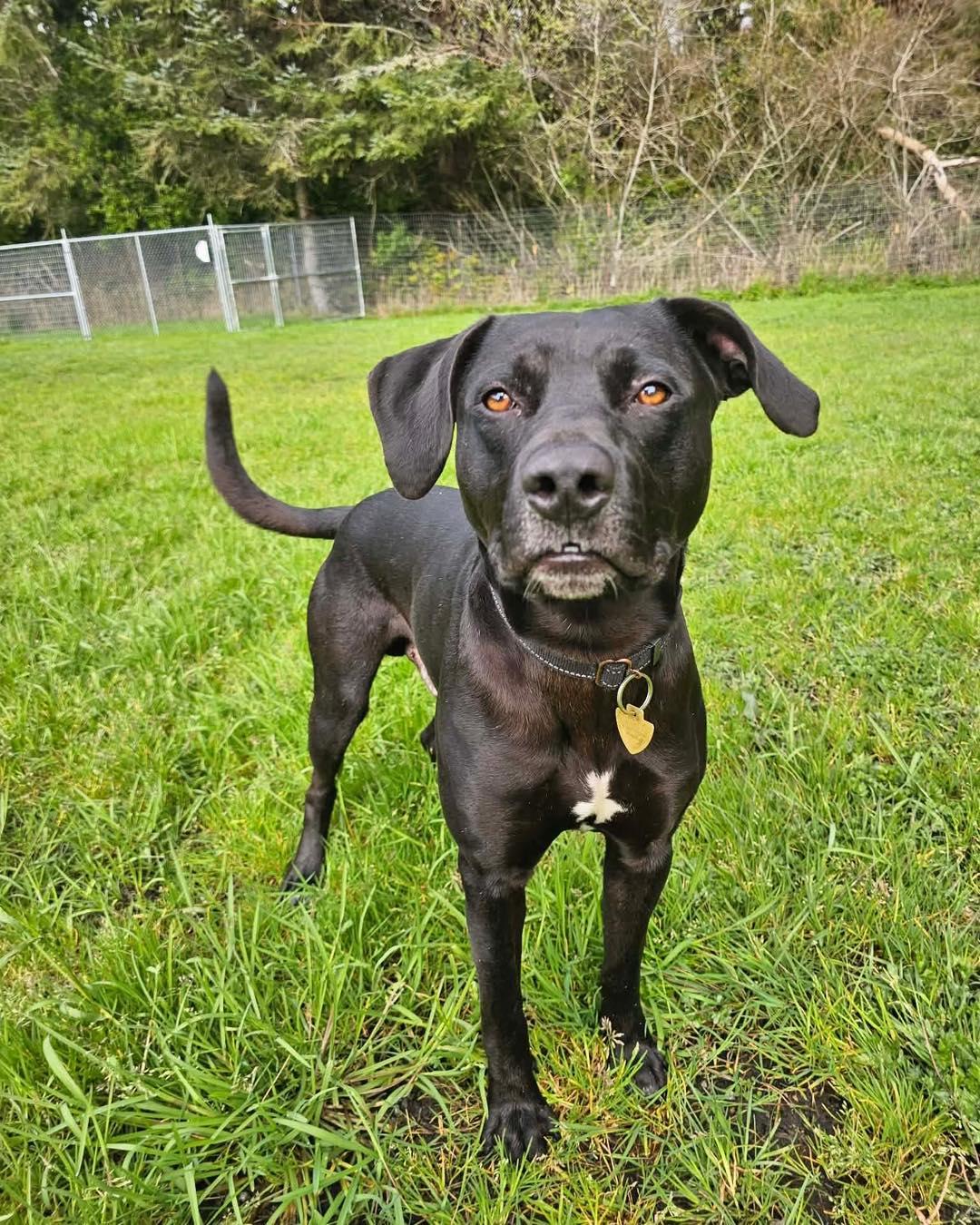 Percy, ADOPTABLE, Adult Male Black Labrador Retriever & Pit Bull Terrier.