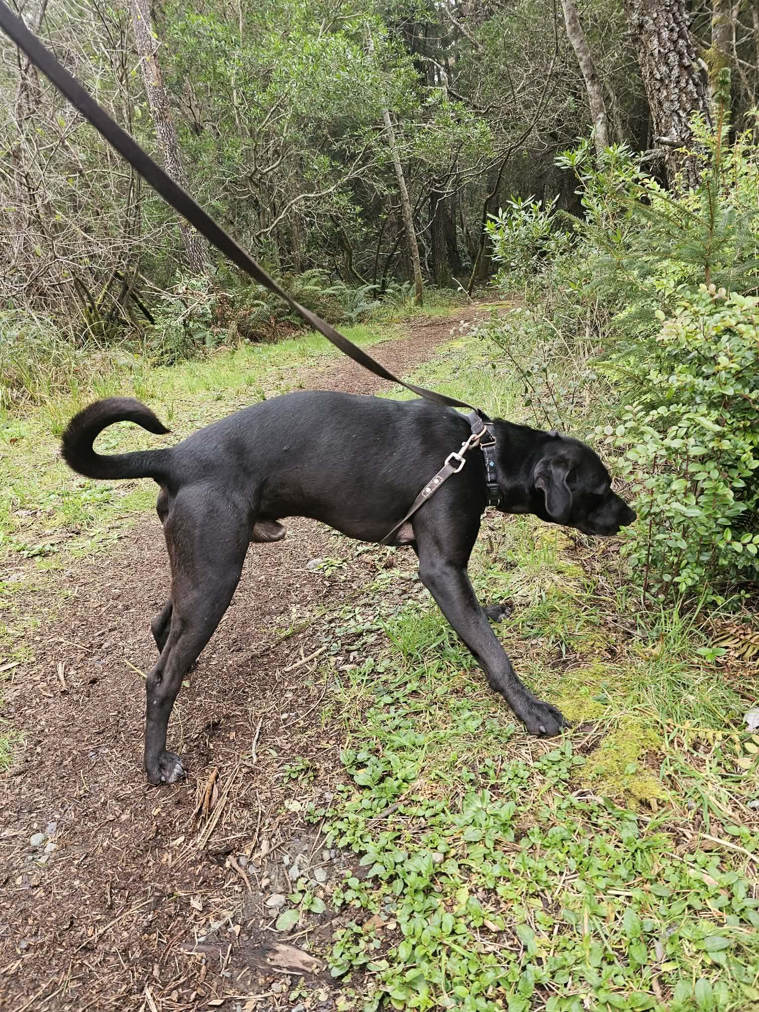 Percy, a ADOPTABLE mixed breed in Crescent city, CA image 6/6