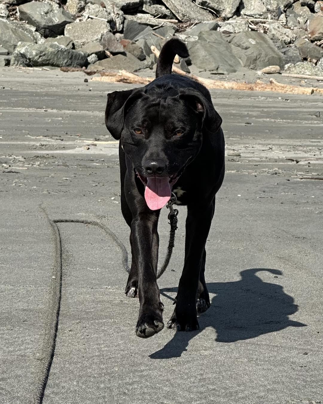 Percy, a ADOPTABLE mixed breed in Crescent city, CA image 2/6