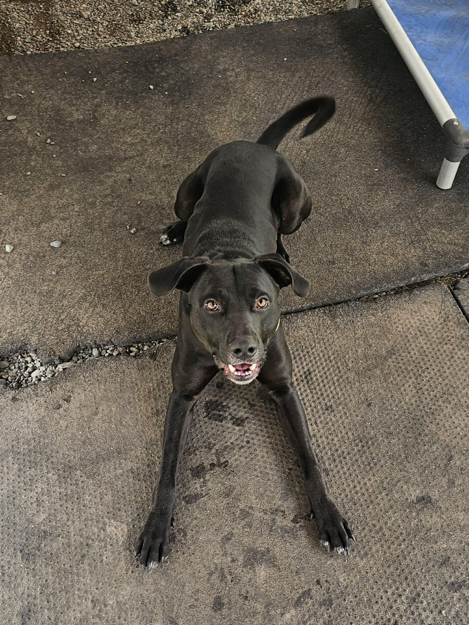 Percy, a ADOPTABLE mixed breed in Crescent city, CA image 4/6