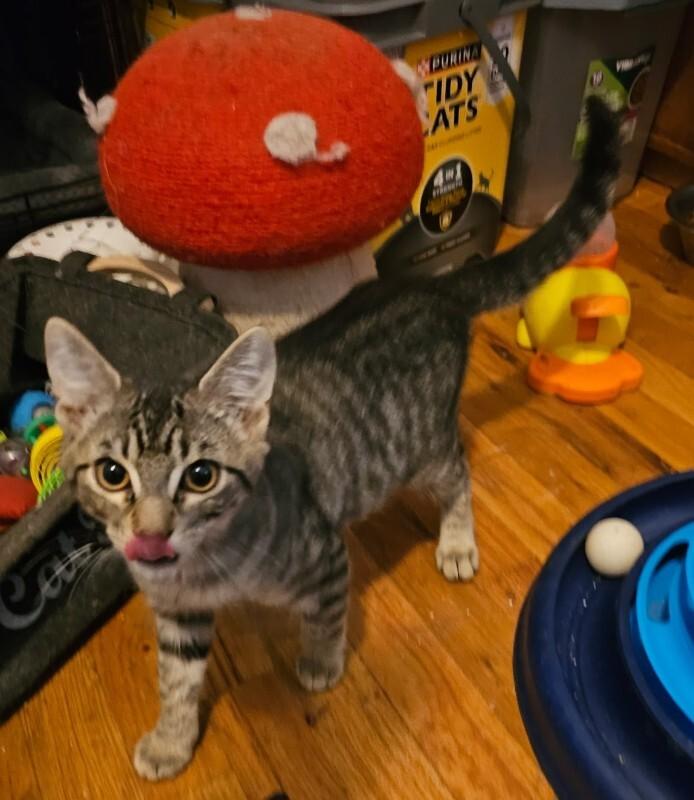 Zuki, a Adoptable Tabby in Kennewick, WA image 1/3