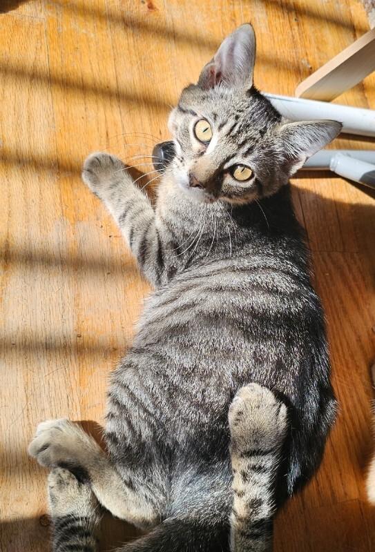 Zuki, a Adoptable Tabby in Kennewick, WA image 1/3