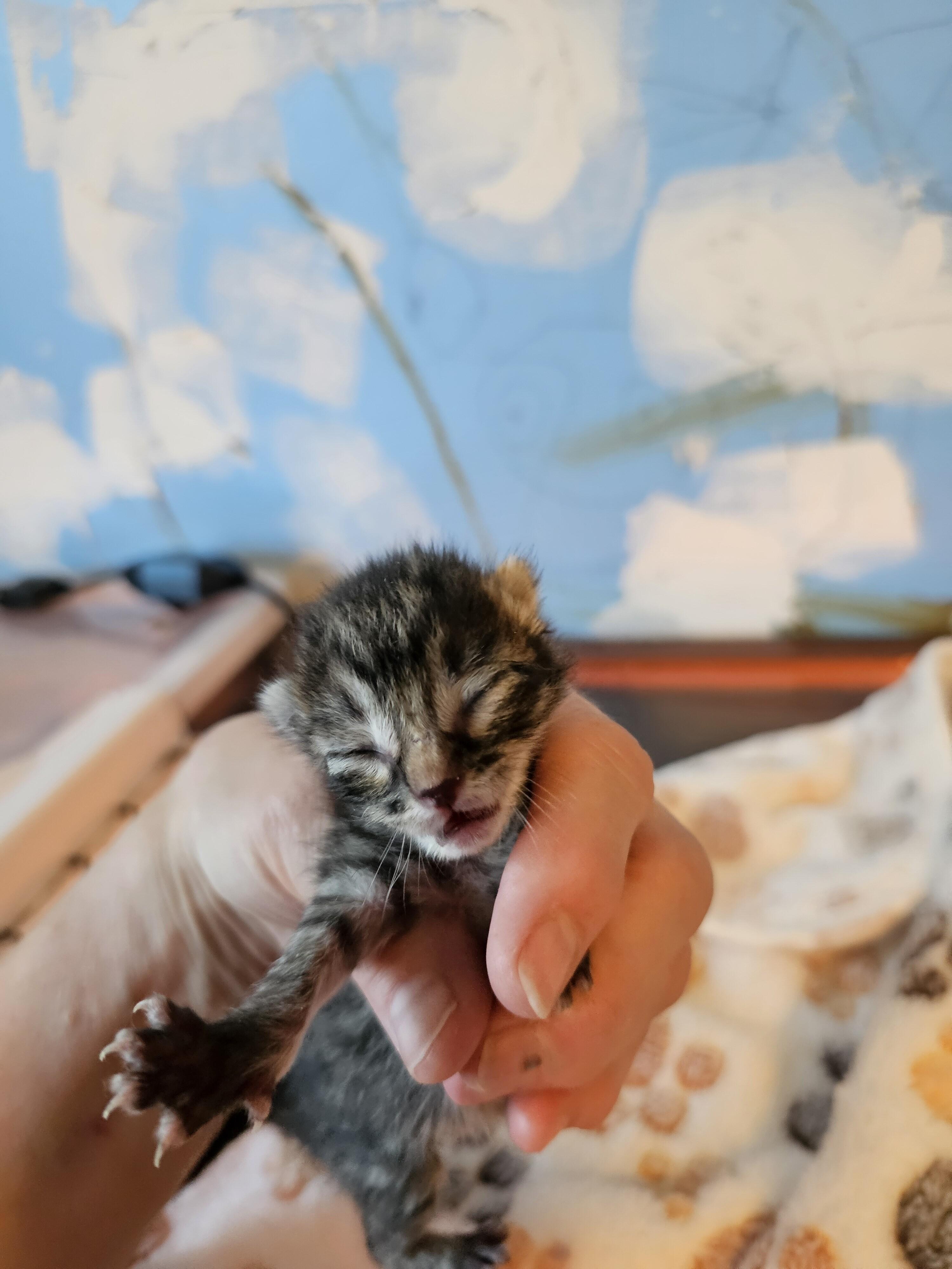 Zuki, a Adoptable Tabby in Kennewick, WA image 3/3