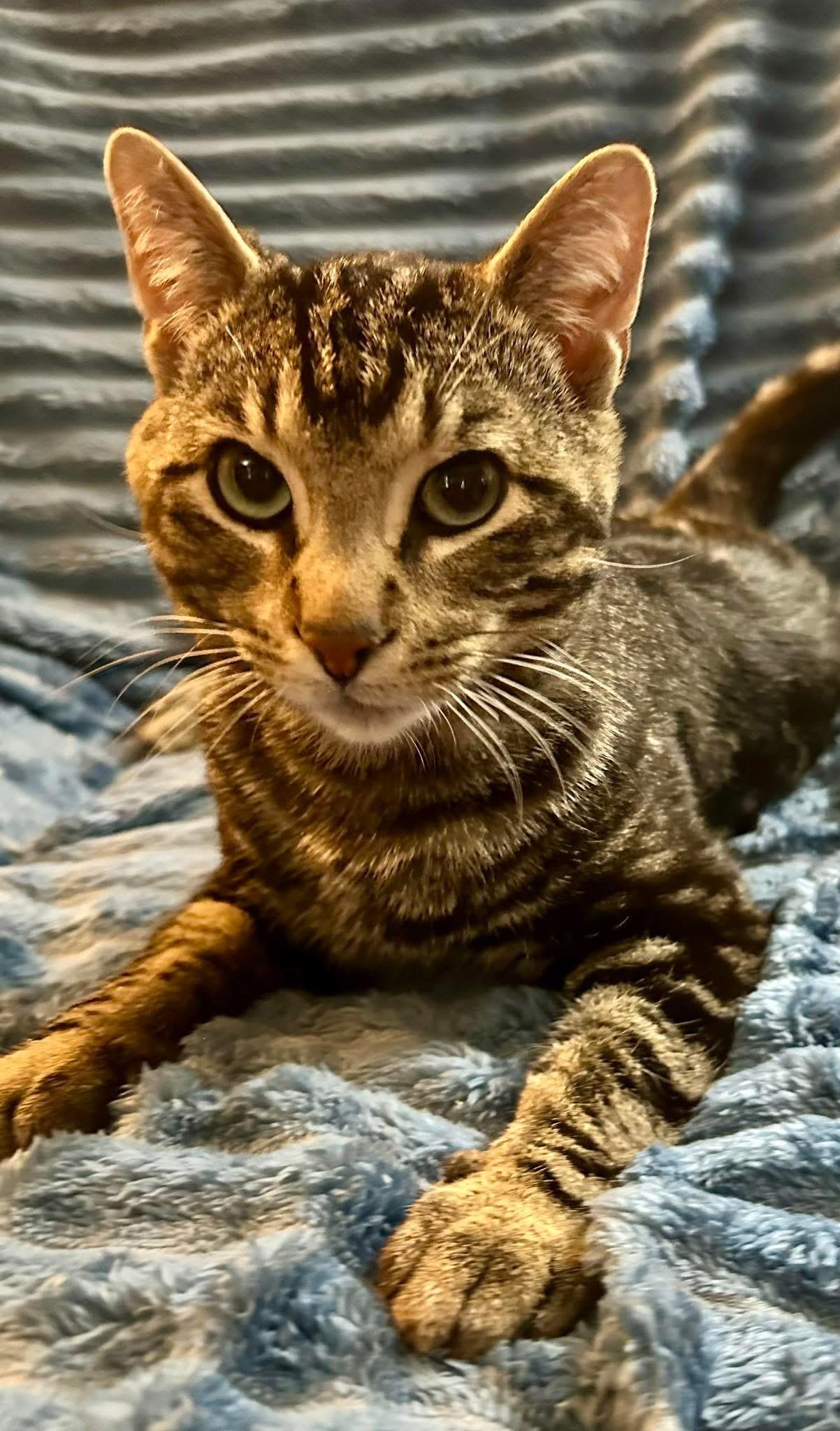 Scout, ADOPTABLE, Adult Male Domestic Short Hair.