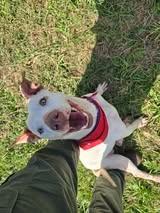 Lenny, Adoptable, Young Male Pit Bull Terrier.