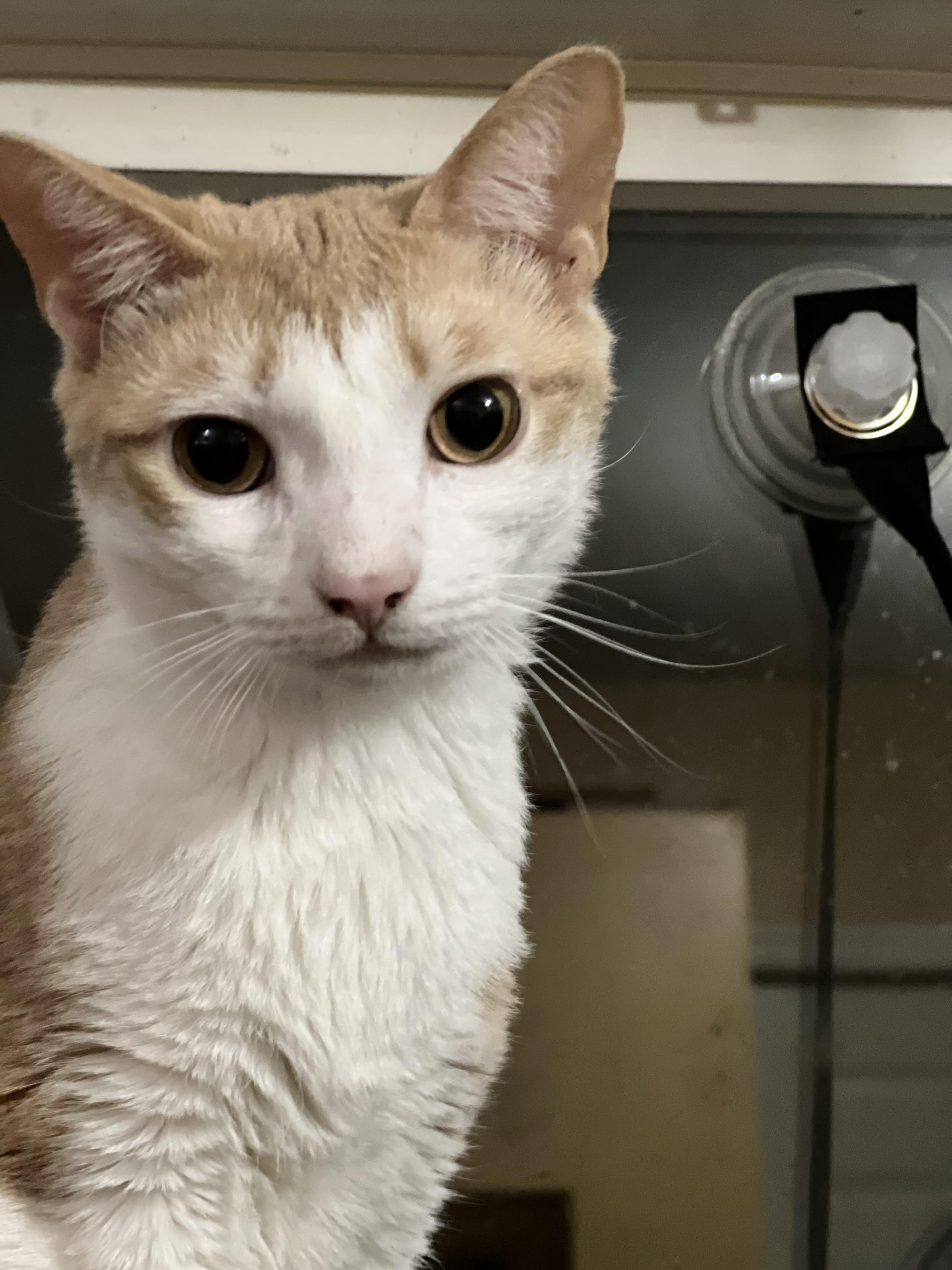 Pepperoni and Primo, a Adoptable Domestic Short Hair in Syosset, NY image 5/6