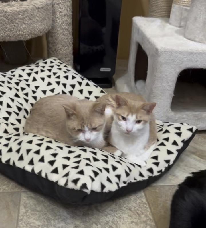 Pepperoni and Primo, Adoptable, Young Male Domestic Short Hair.