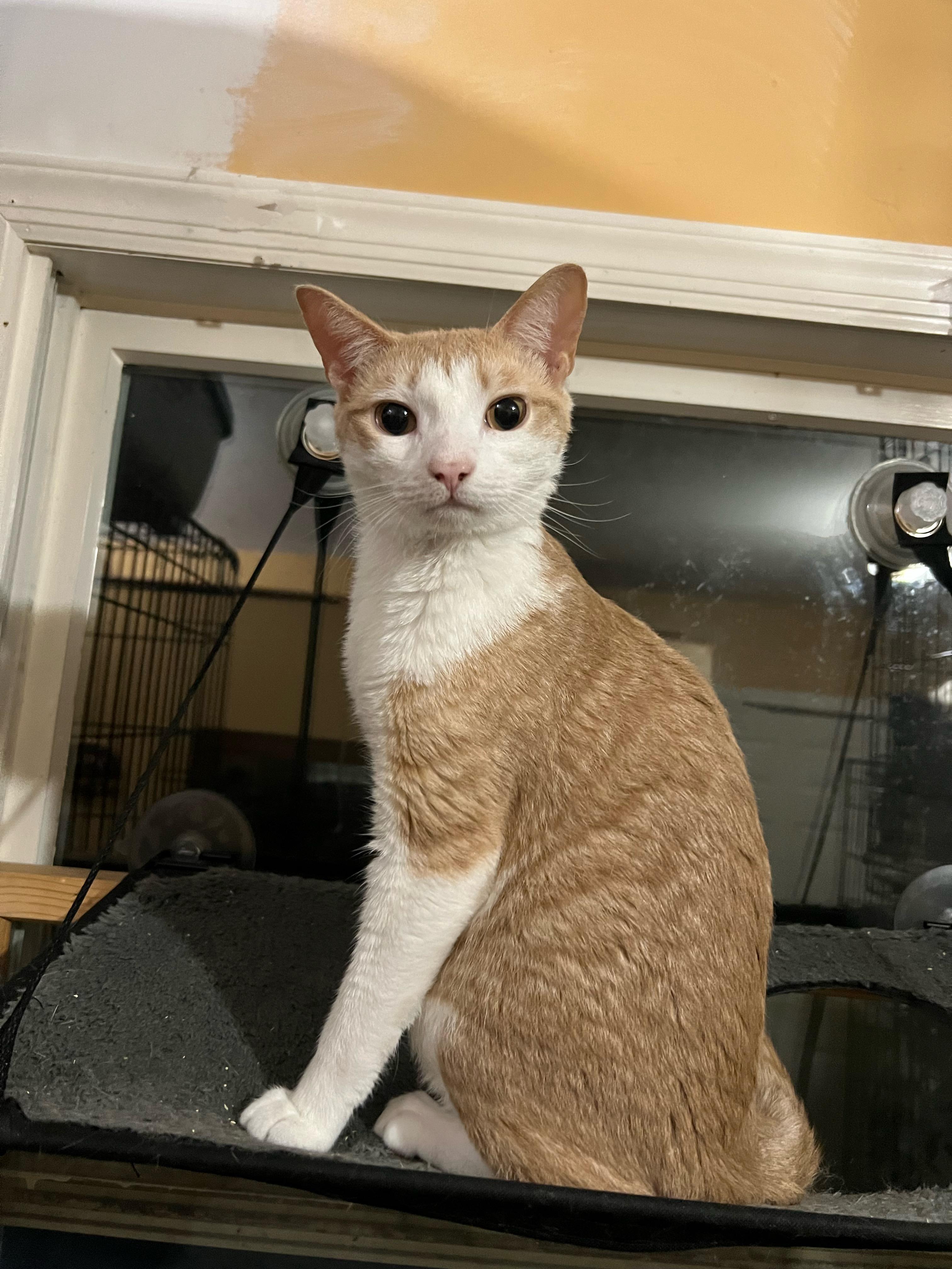 Pepperoni and Primo, a Adoptable Domestic Short Hair in Syosset, NY image 3/6