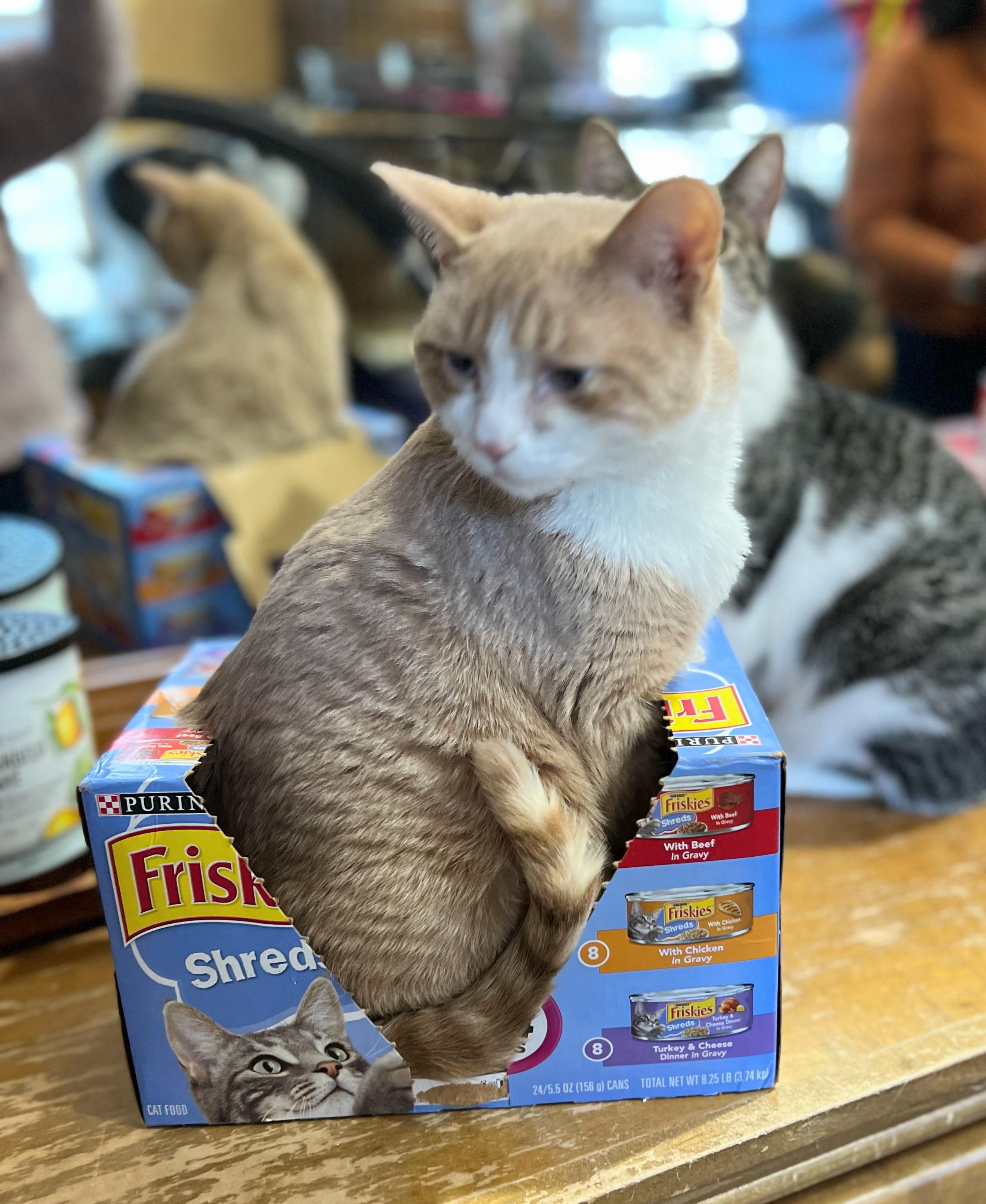 Pepperoni and Primo, a Adoptable Domestic Short Hair in Syosset, NY image 4/6