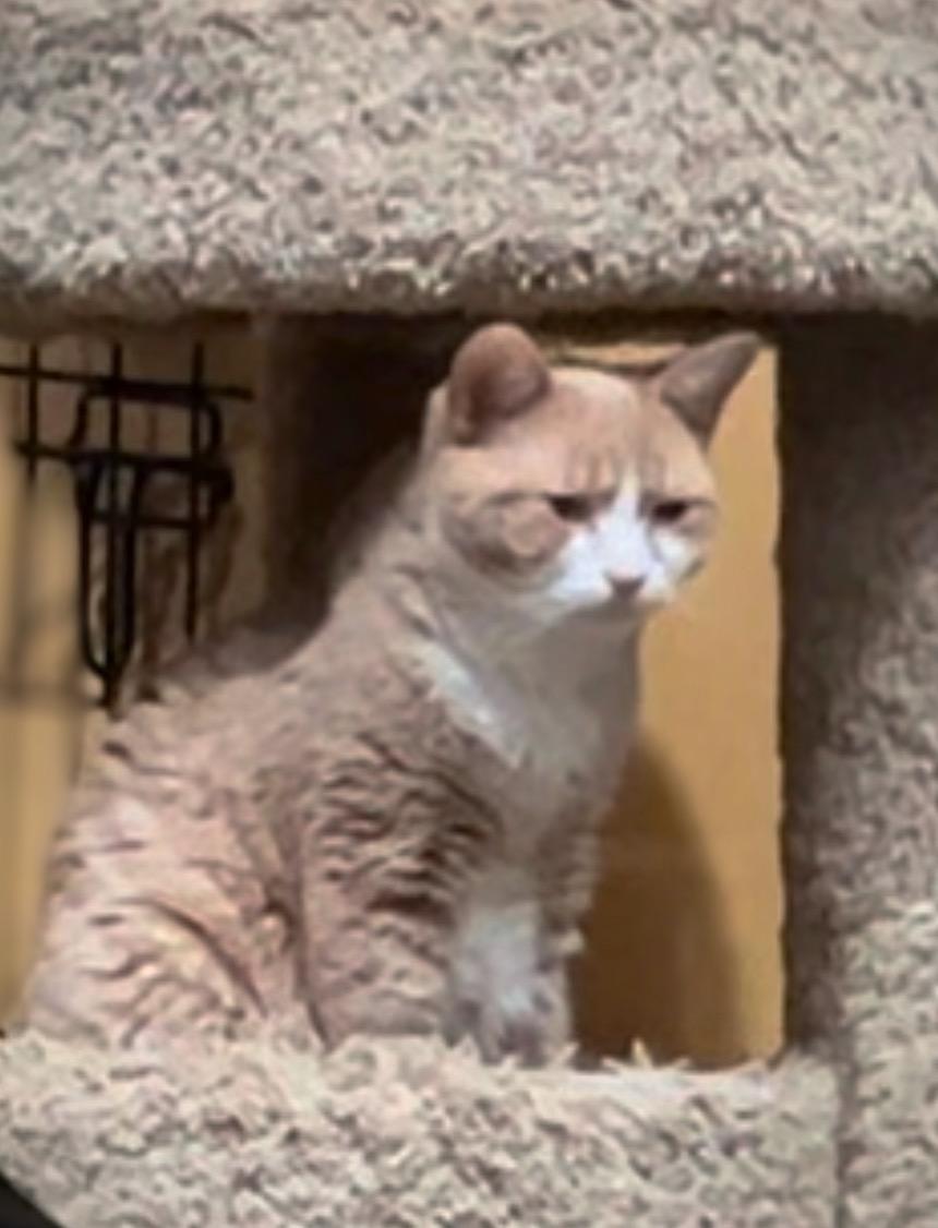 Pepperoni and Primo, a Adoptable Domestic Short Hair in Syosset, NY image 6/6