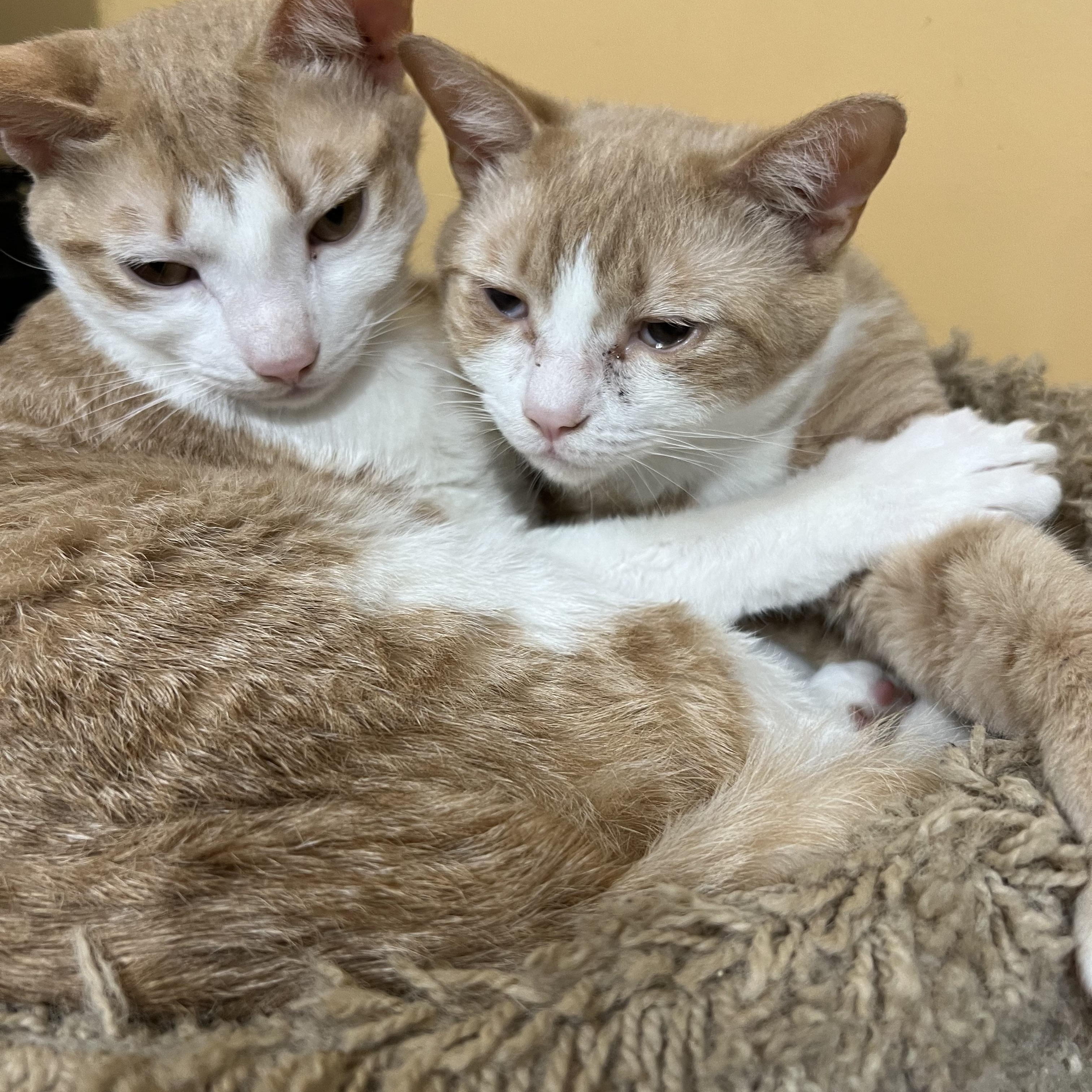Pepperoni and Primo, a Adoptable Domestic Short Hair in Syosset, NY image 2/6