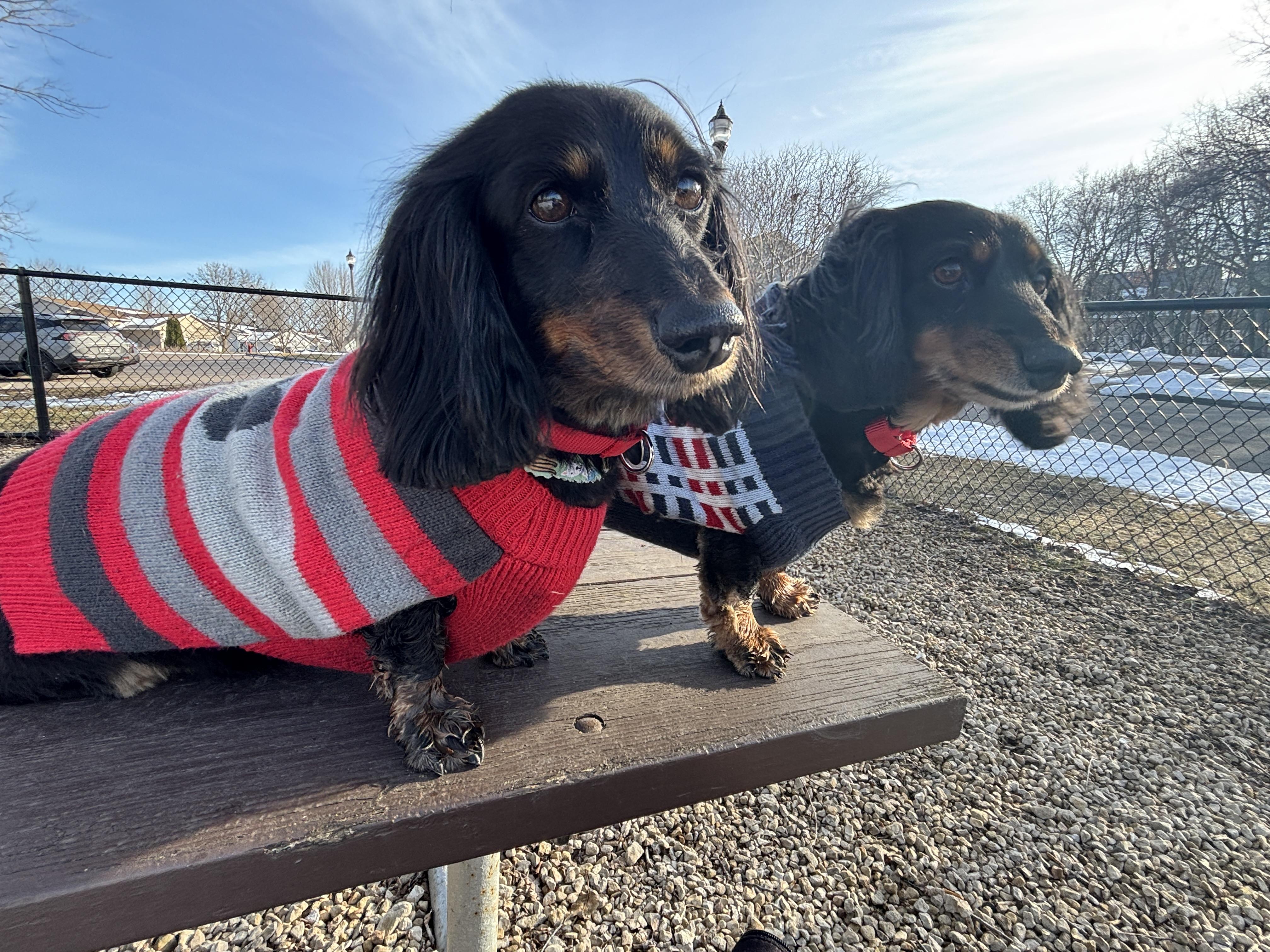 Enlarge Jethro & Elly May, a ADOPTABLE Dachshund (Long Haired) in St. Paul, MN image 1/6