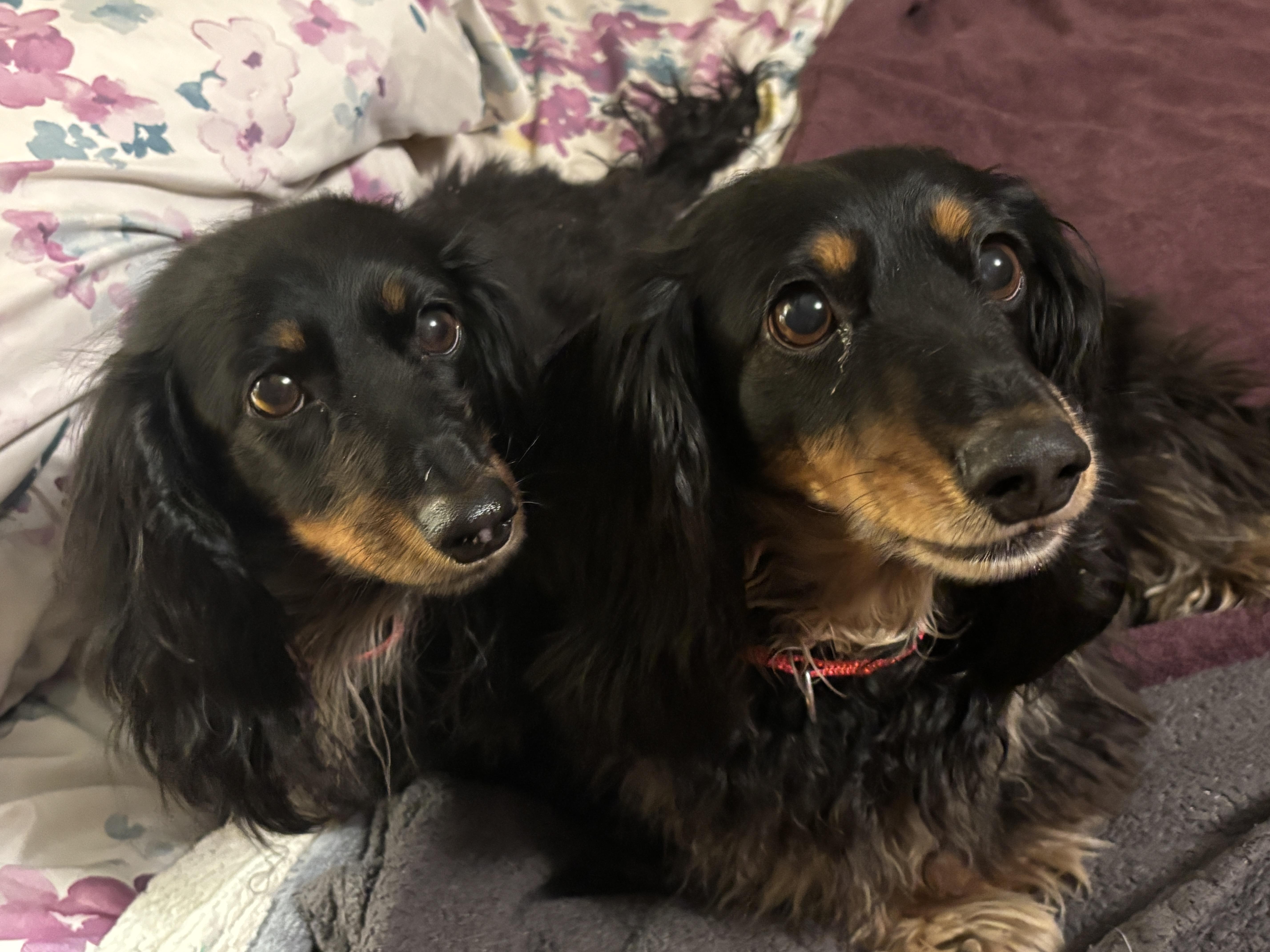 Enlarge Jethro & Elly May, a ADOPTABLE Dachshund (Long Haired) in St. Paul, MN image 6/6