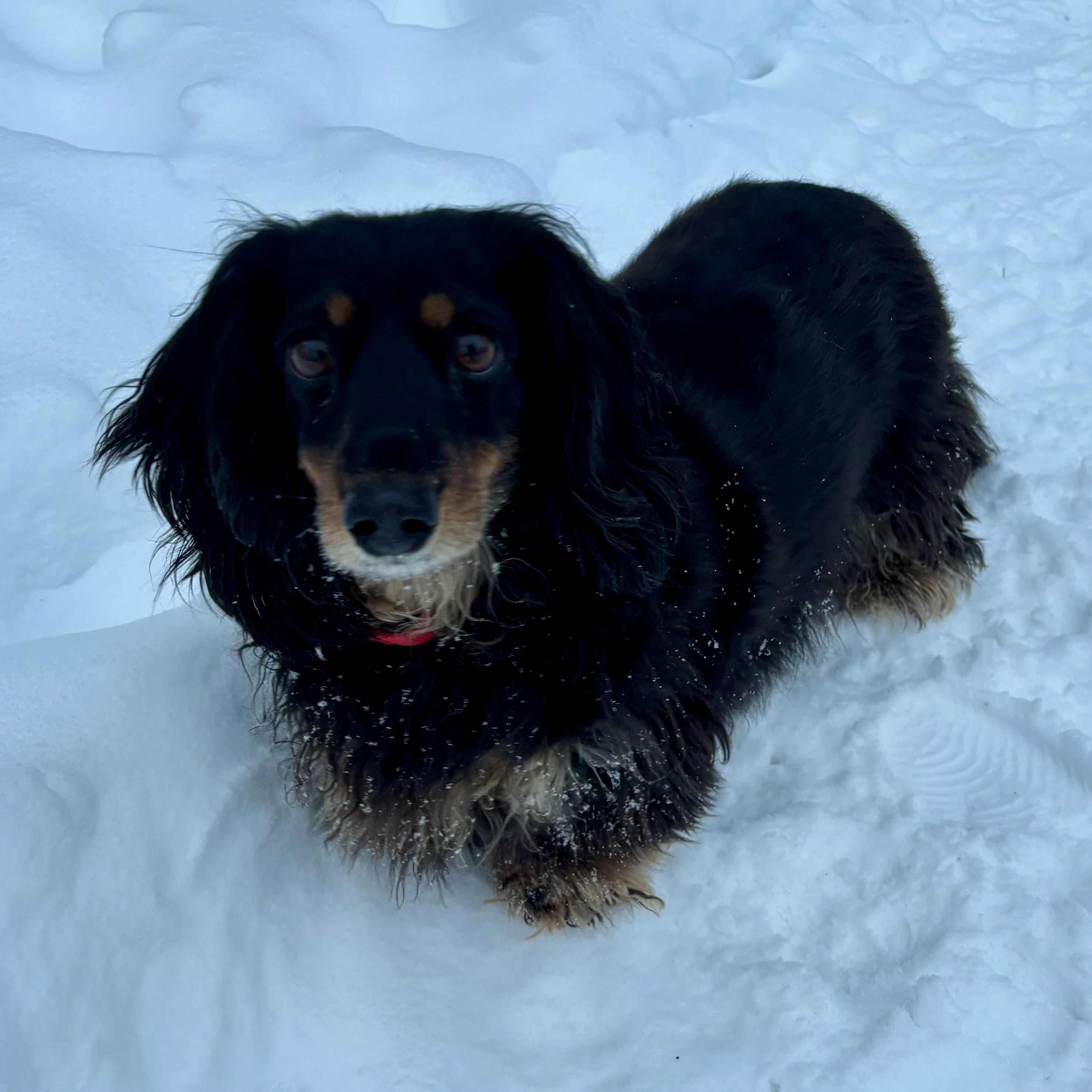 Enlarge Jethro & Elly May, a ADOPTABLE Dachshund (Long Haired) in St. Paul, MN image 5/6