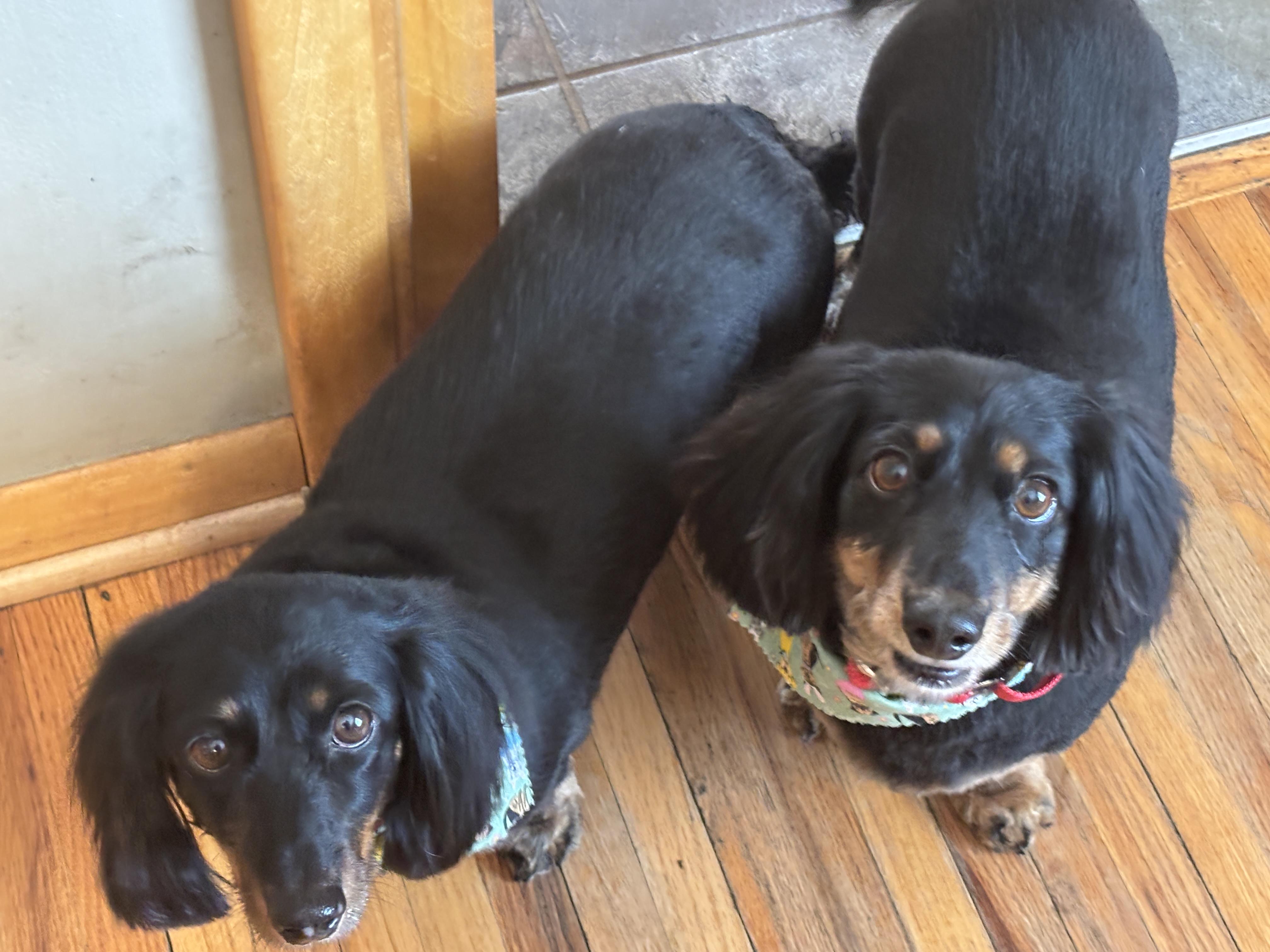 Enlarge Jethro & Elly May, a ADOPTABLE Dachshund (Long Haired) in St. Paul, MN image 3/6